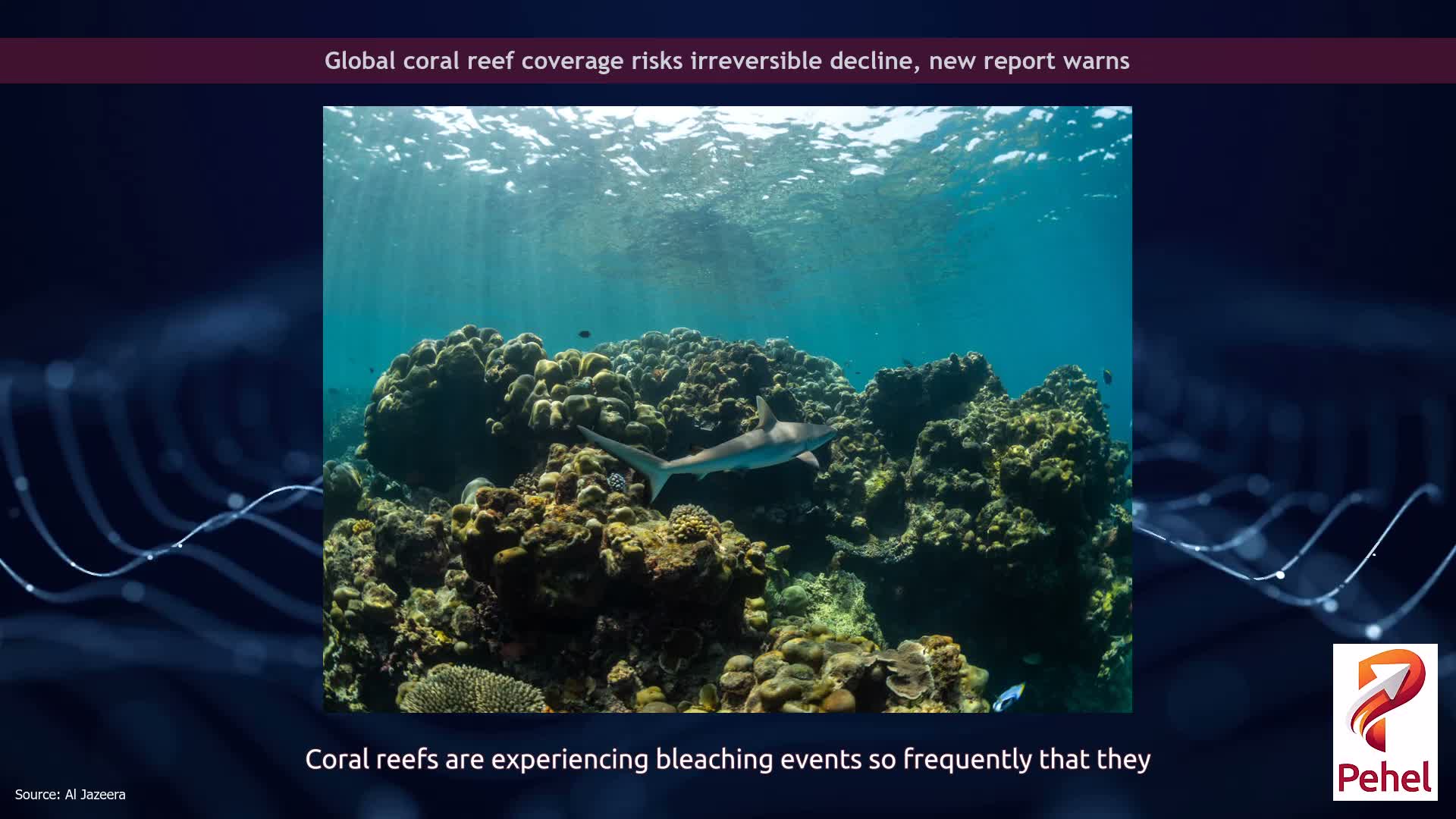 Global coral reef coverage risks irreversible decline, new report warns