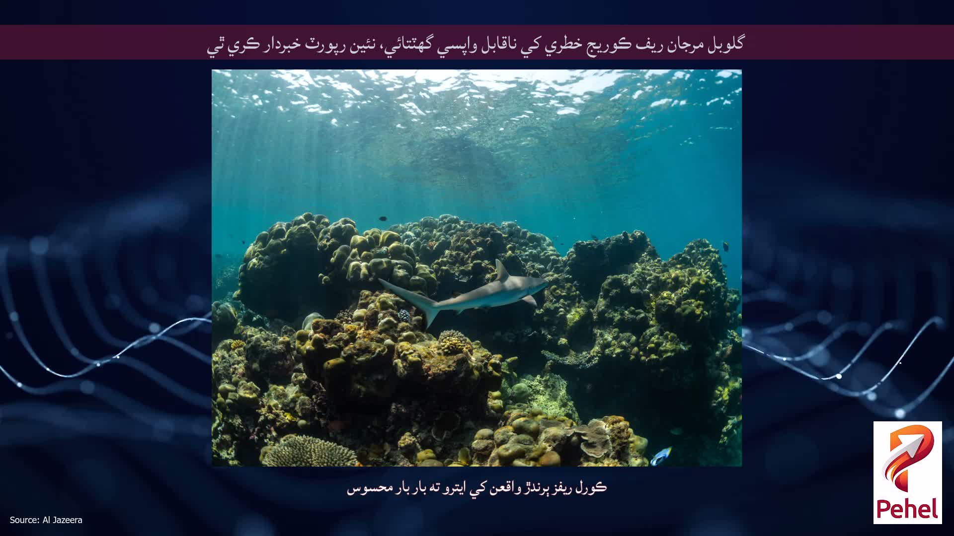 گلوبل مرجان ريف ڪوريج خطري کي ناقابل واپسي گهٽتائي، نئين رپورٽ خبردار ڪري ٿي