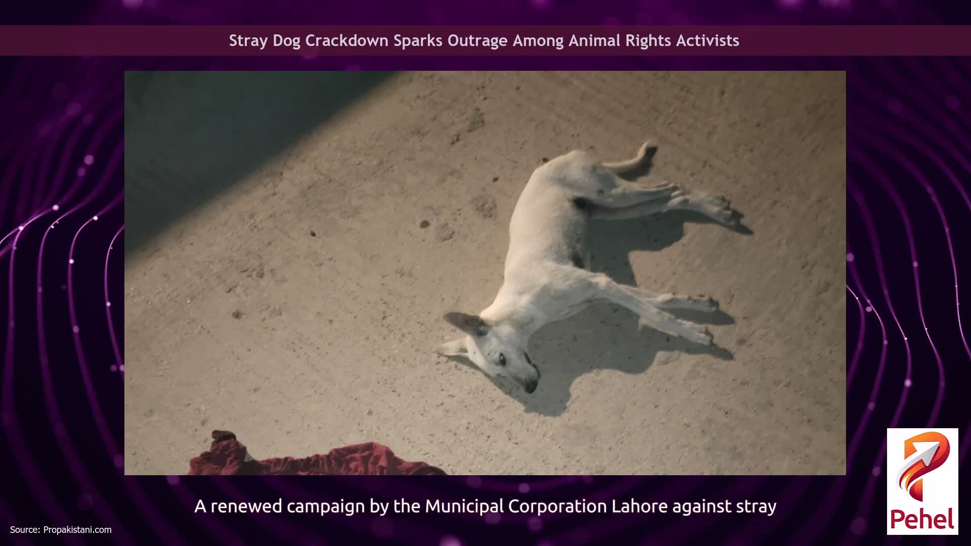 Stray Dog Crackdown Sparks Outrage Among Animal Rights Activists
