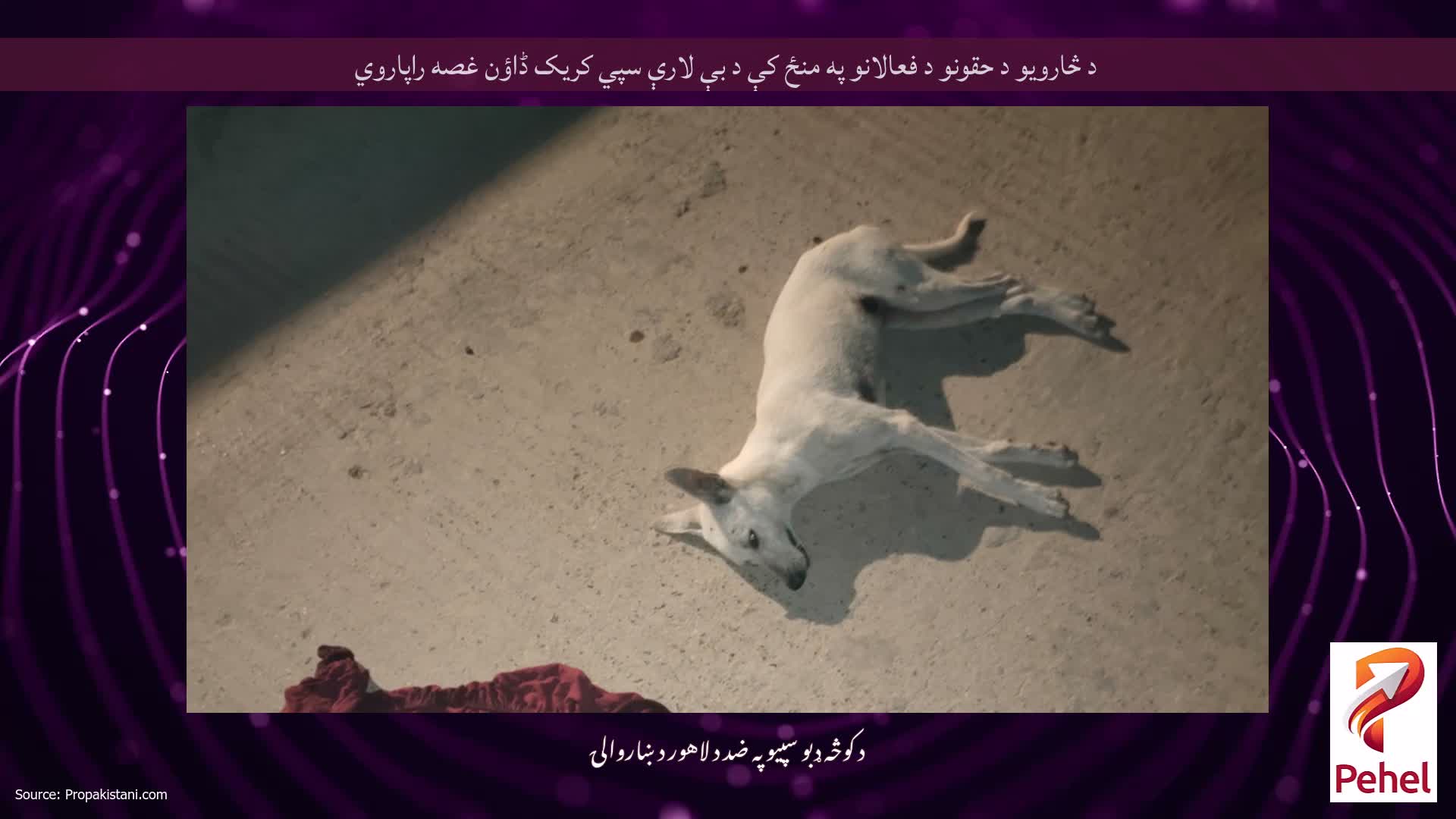 د څارویو د حقونو د فعالانو په منځ کې د بې لارې سپي کریک ڈاؤن غصه راپاروي