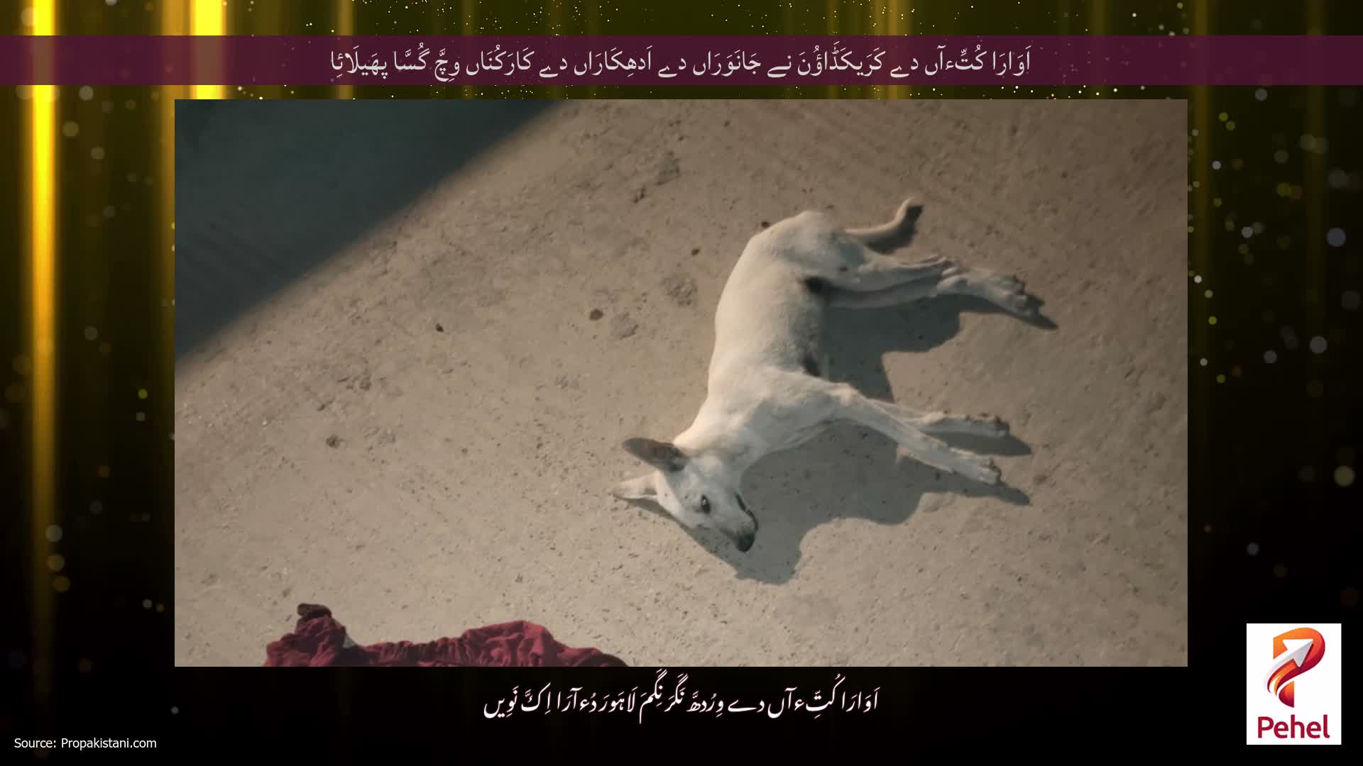 اَوَارَا کُتِّءآں دے کَرَیکَڈَاؤُنَ نے جَانَوَرَاں دے اَدھِکَارَاں دے کَارَکُنَاں وِچَّ گُسَّا پھَیلَائِا