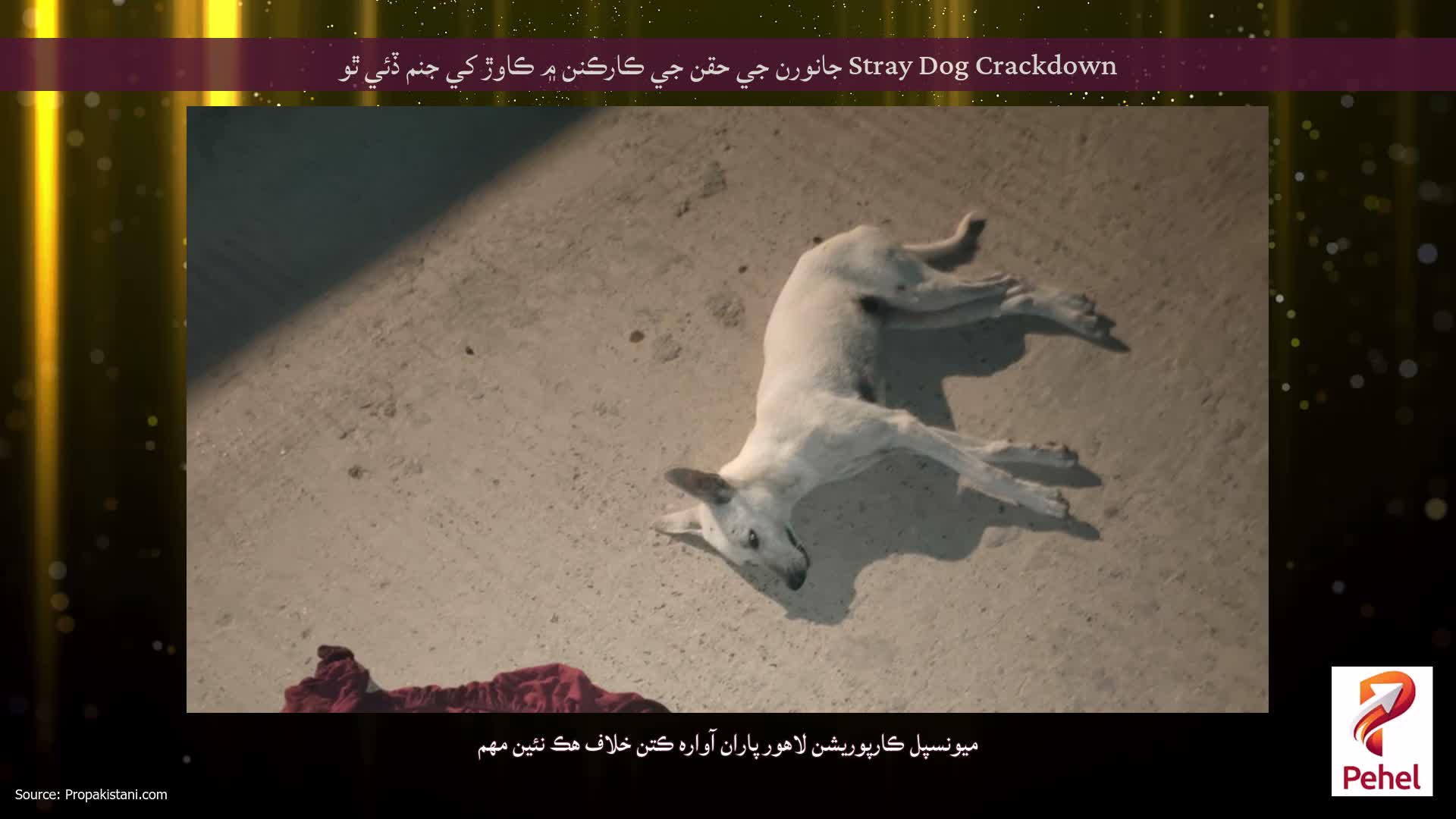 Stray Dog Crackdown جانورن جي حقن جي ڪارڪنن ۾ ڪاوڙ کي جنم ڏئي ٿو