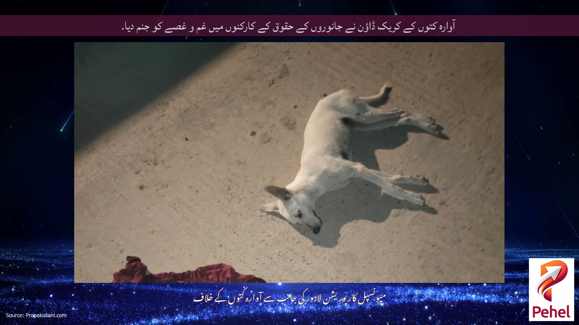 آوارہ کتوں کے کریک ڈاؤن نے جانوروں کے حقوق کے کارکنوں میں غم و غصے کو جنم دیا۔