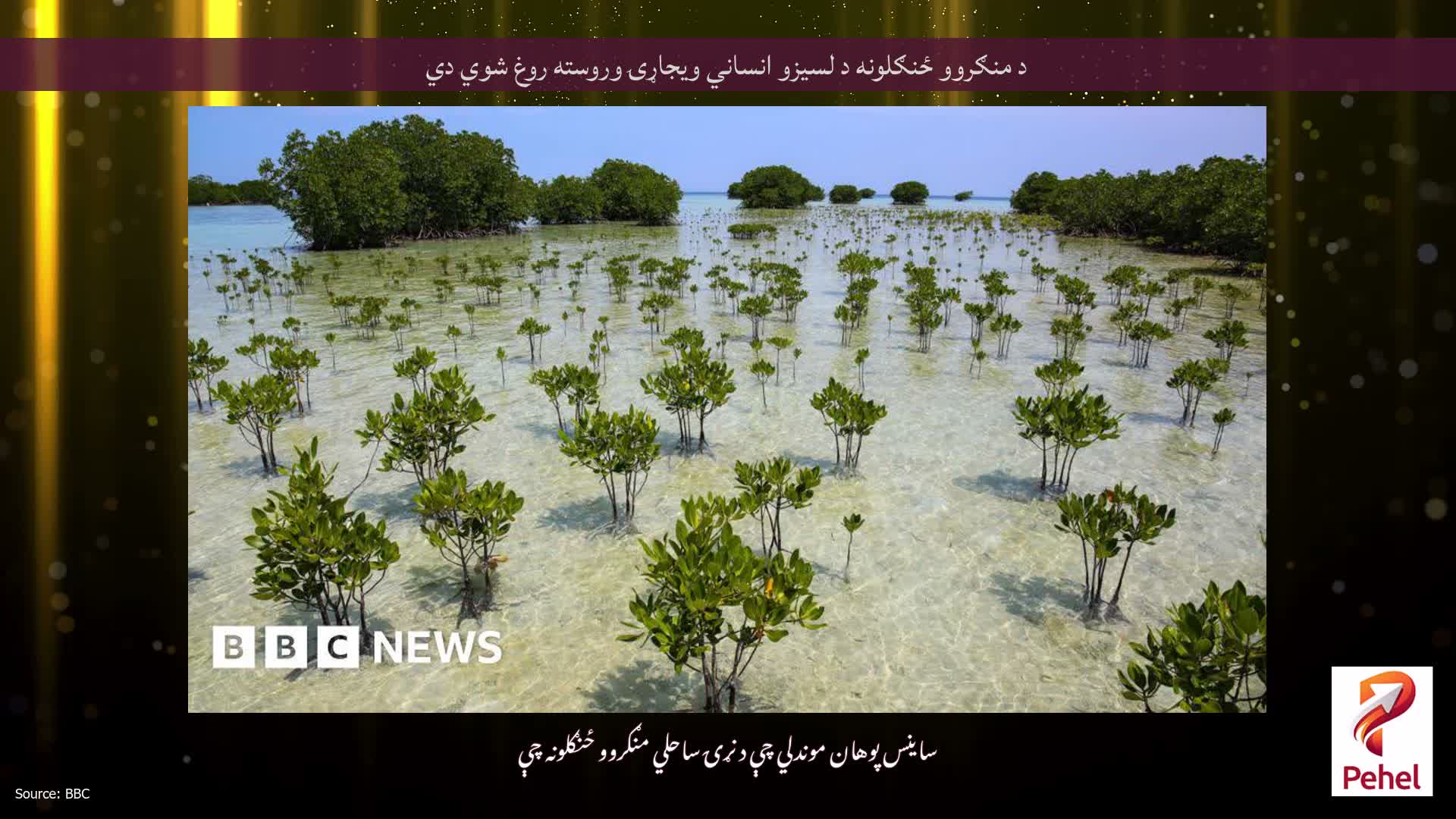 د منګروو ځنګلونه د لسیزو انساني ویجاړۍ وروسته روغ شوي دي
