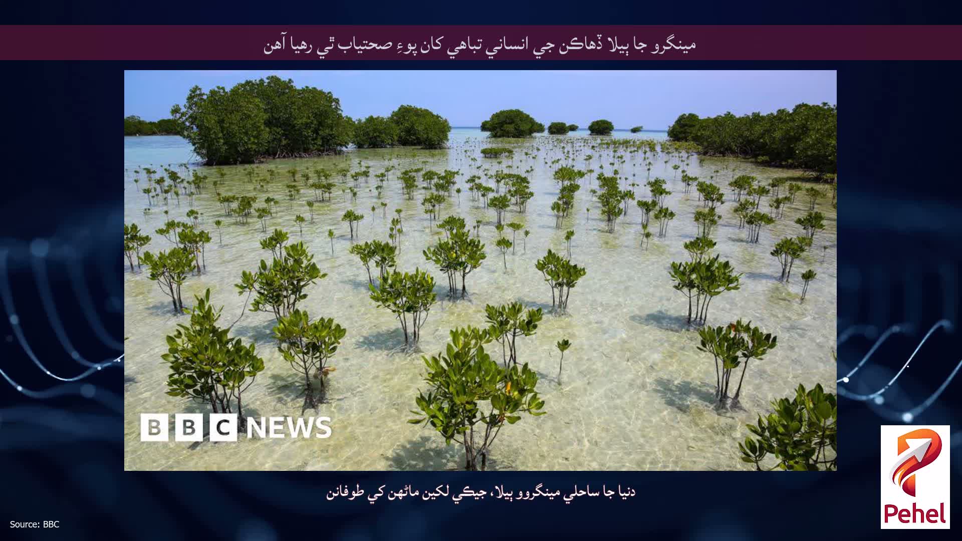 مينگرو جا ٻيلا ڏهاڪن جي انساني تباهي کان پوءِ صحتياب ٿي رهيا آهن