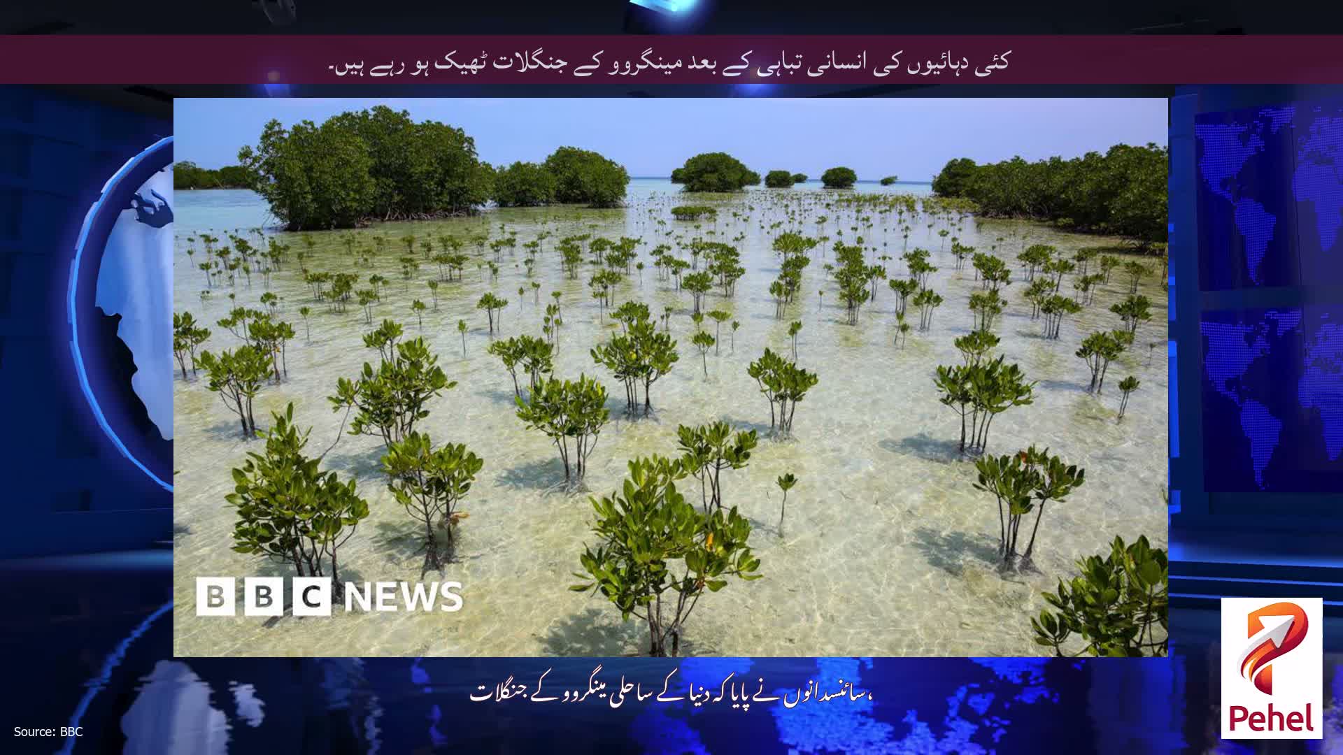 کئی دہائیوں کی انسانی تباہی کے بعد مینگروو کے جنگلات ٹھیک ہو رہے ہیں۔