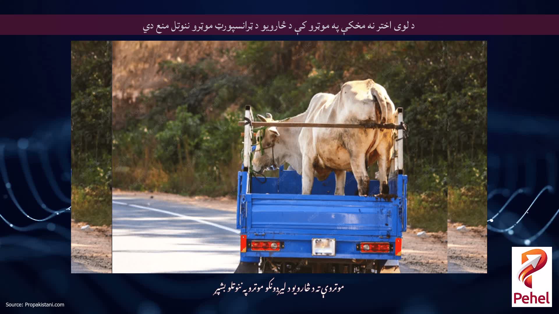 د لوی اختر نه مخکې په موټرو کې د څارویو د ټرانسپورټ موټرو ننوتل منع دي