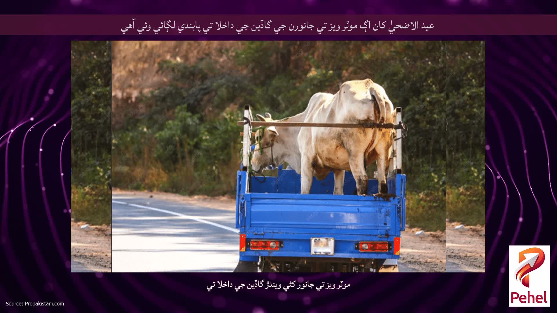 عيد الاضحيٰ کان اڳ موٽر ويز تي جانورن جي گاڏين جي داخلا تي پابندي لڳائي وئي آهي