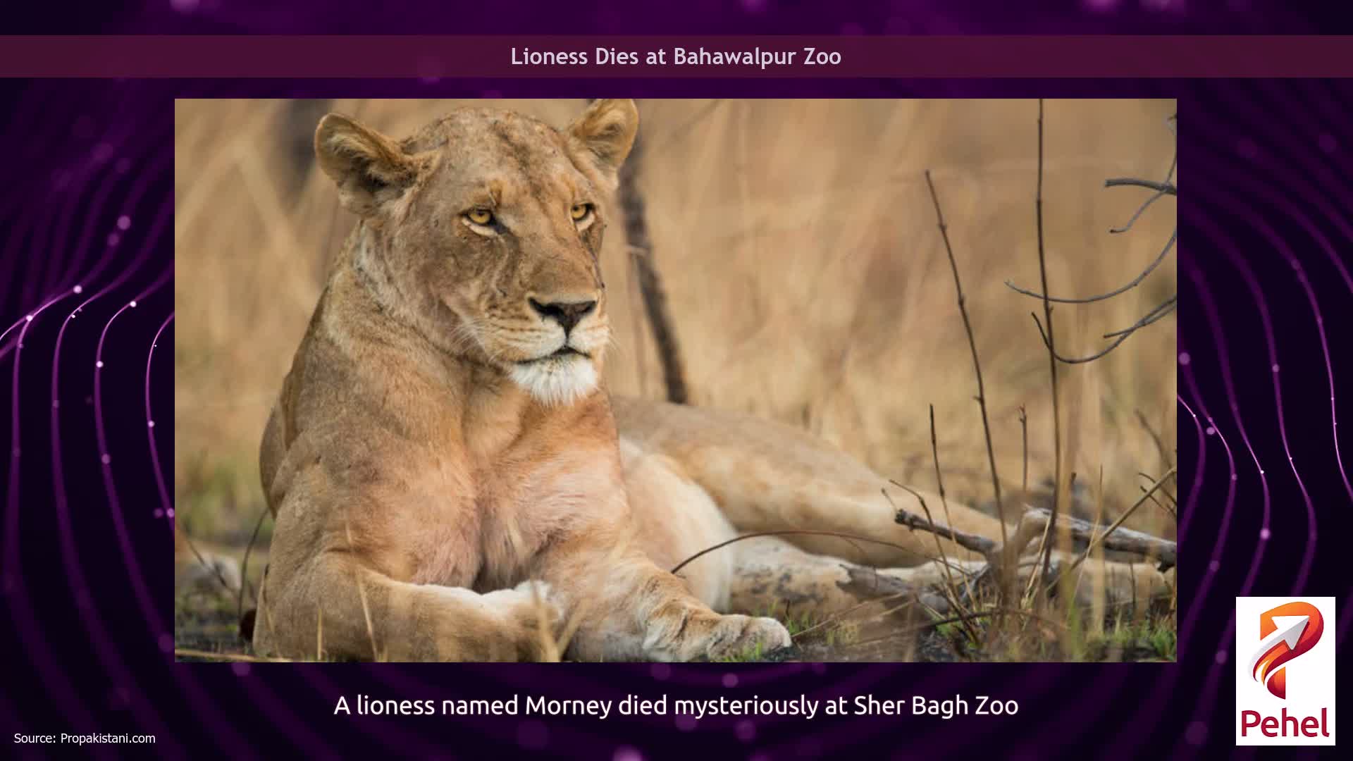 Lioness Dies at Bahawalpur Zoo