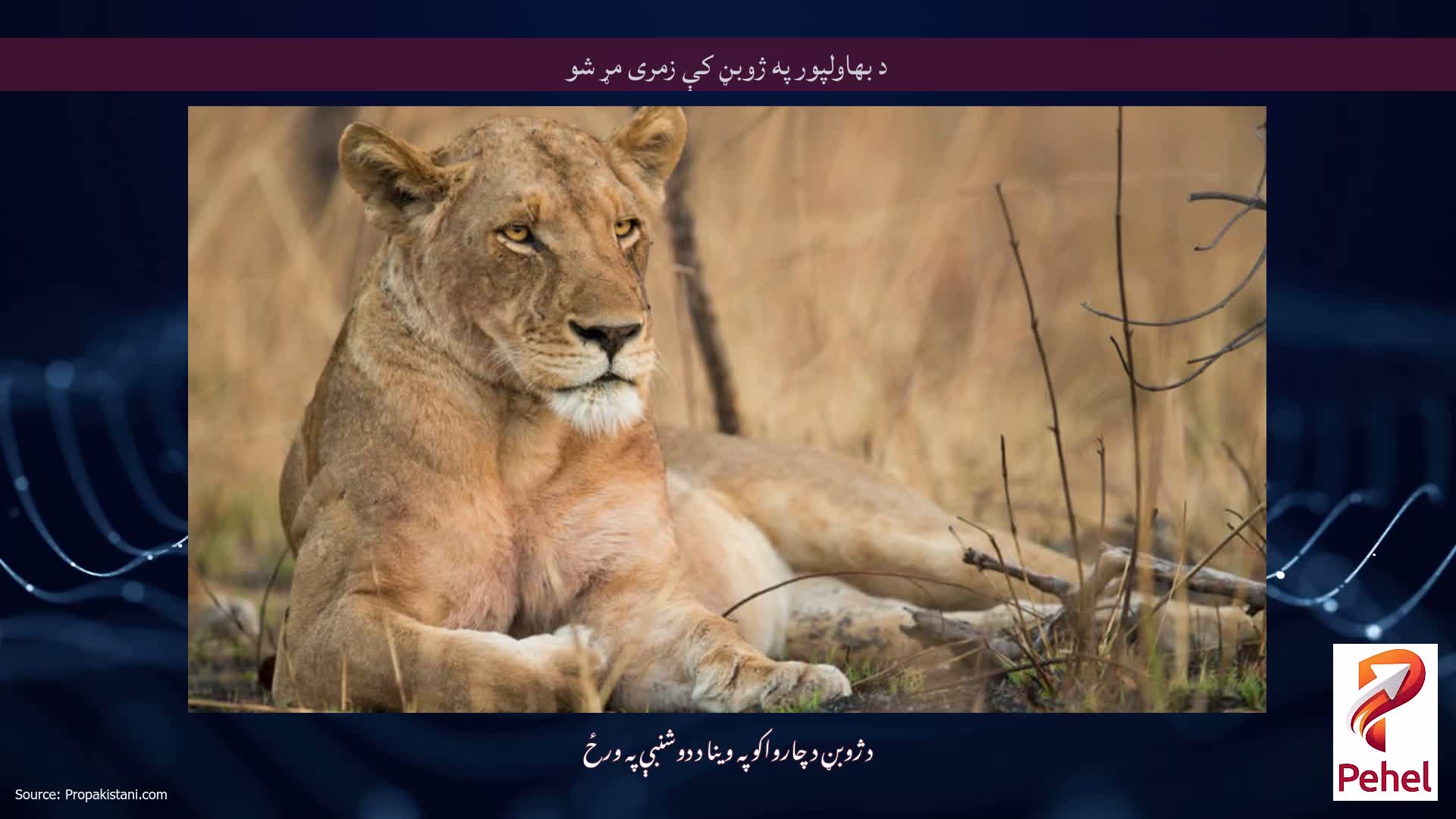 د بهاولپور په ژوبڼ کې زمری مړ شو