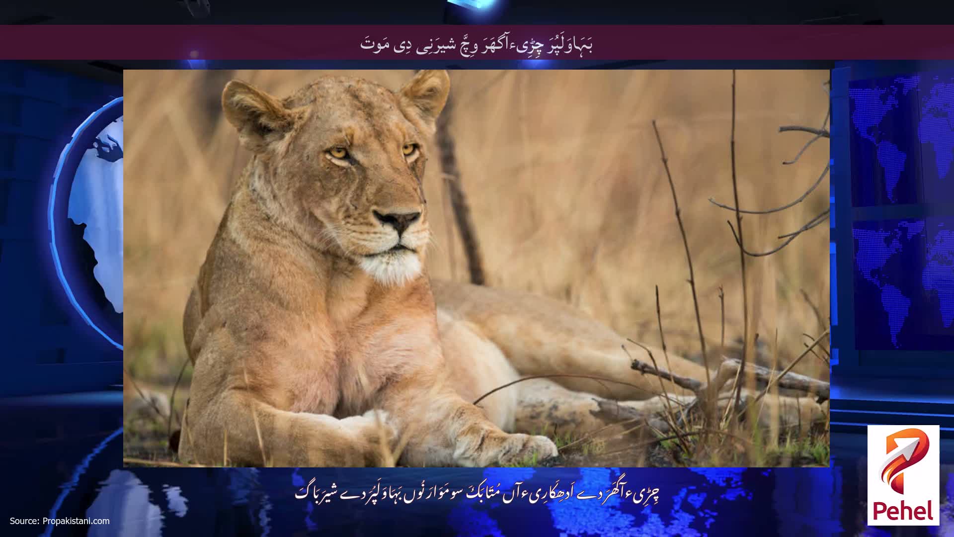 بَہَاوَلَپُرَ چِڑِیءآگھَرَ وِچَّ شیرَنِی دِی مَوتَ