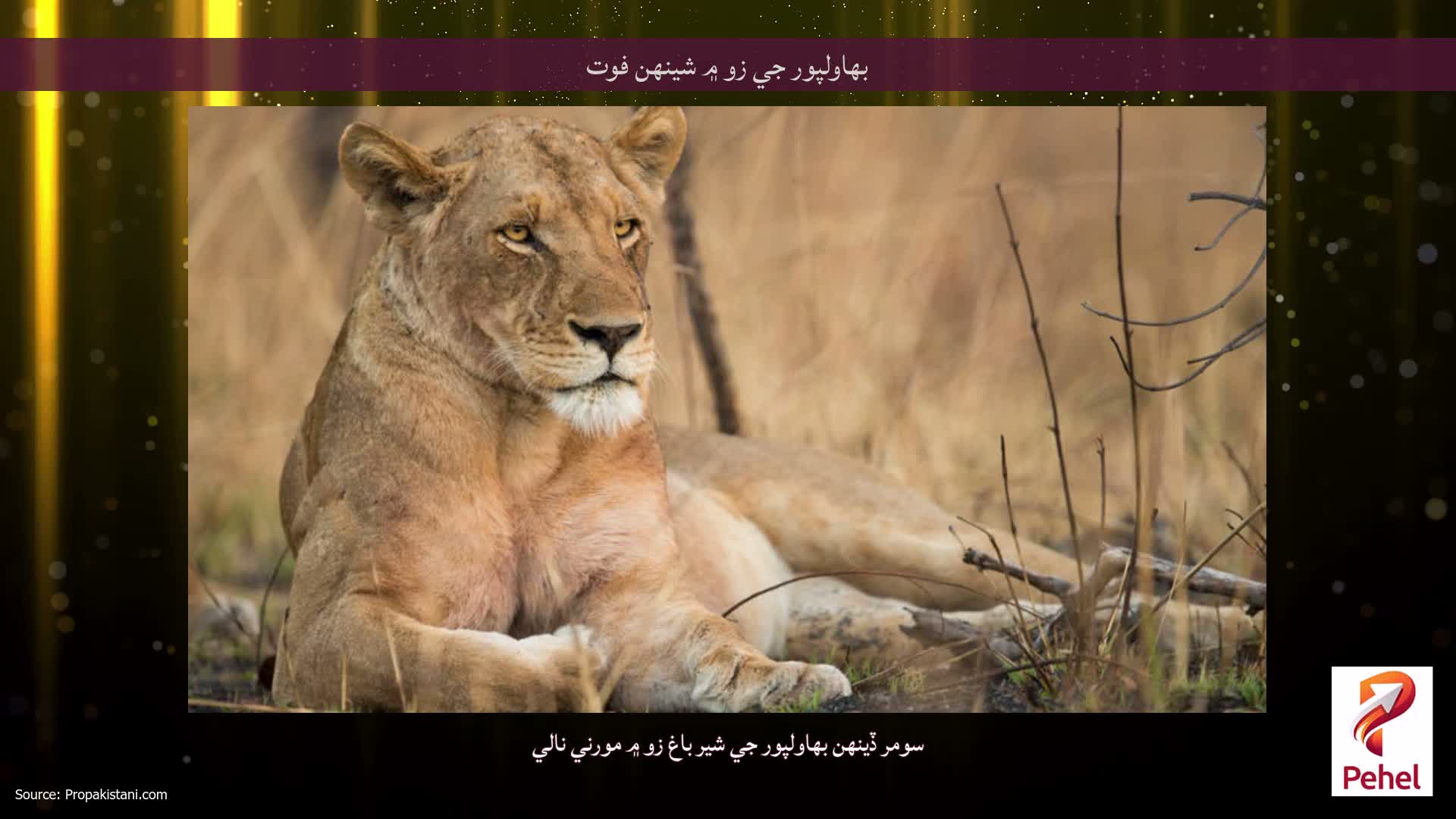 بهاولپور جي زو ۾ شينهن فوت