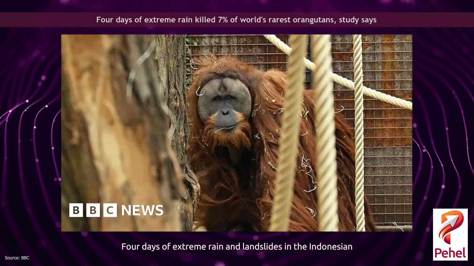 Four days of extreme rain killed 7% of world's rarest orangutans, study says