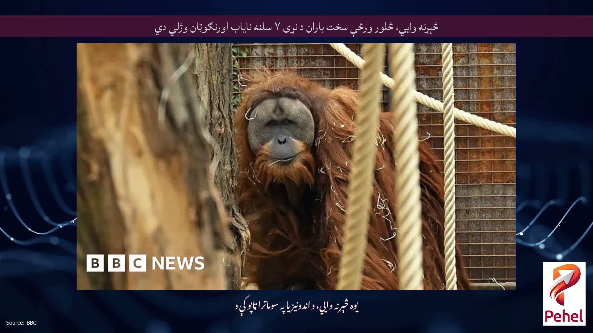 څېړنه وايي، څلور ورځې سخت باران د نړۍ ۷ سلنه نایاب اورنګوټان وژلي دي