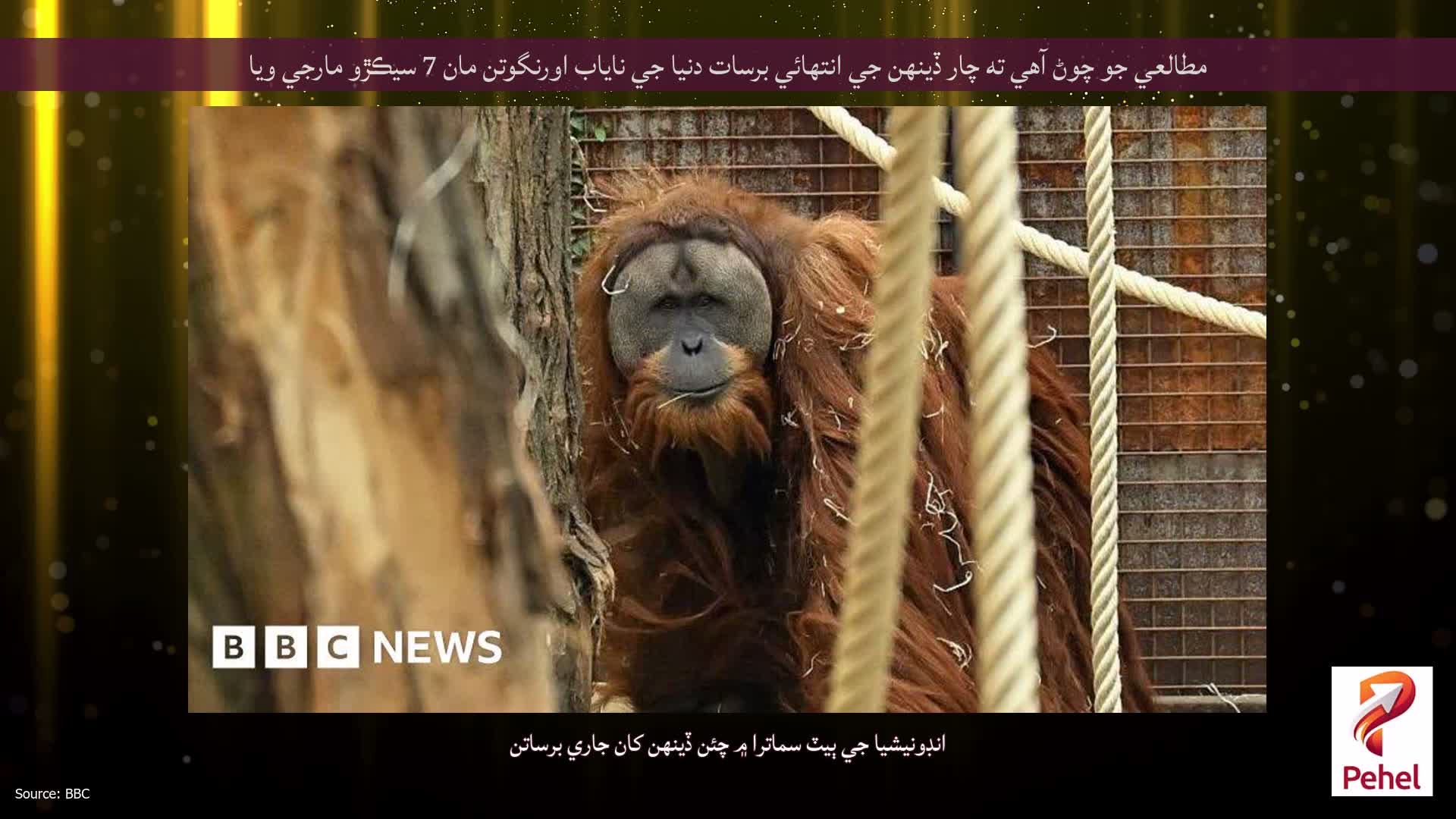 مطالعي جو چوڻ آهي ته چار ڏينهن جي انتهائي برسات دنيا جي ناياب اورنگوتن مان 7 سيڪڙو مارجي ويا