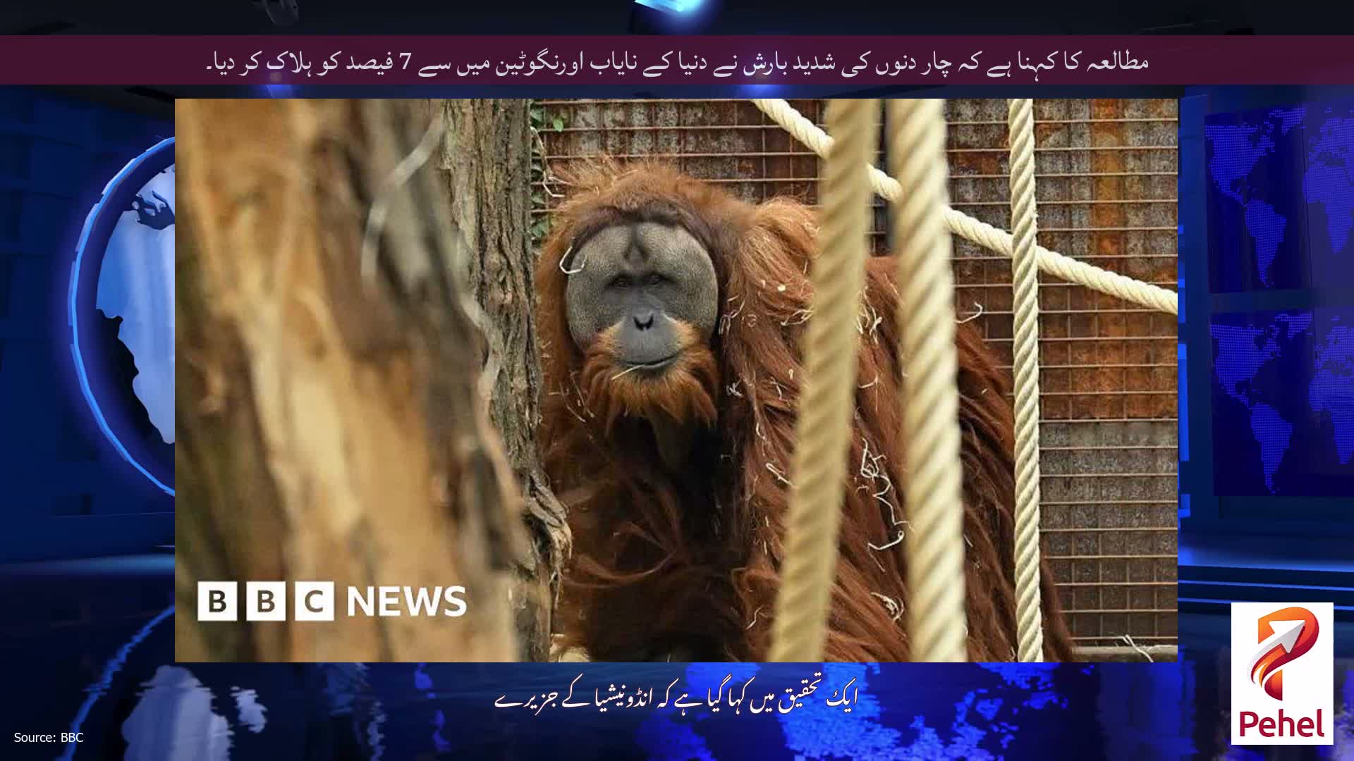 مطالعہ کا کہنا ہے کہ چار دنوں کی شدید بارش نے دنیا کے نایاب اورنگوٹین میں سے 7 فیصد کو ہلاک کر دیا۔