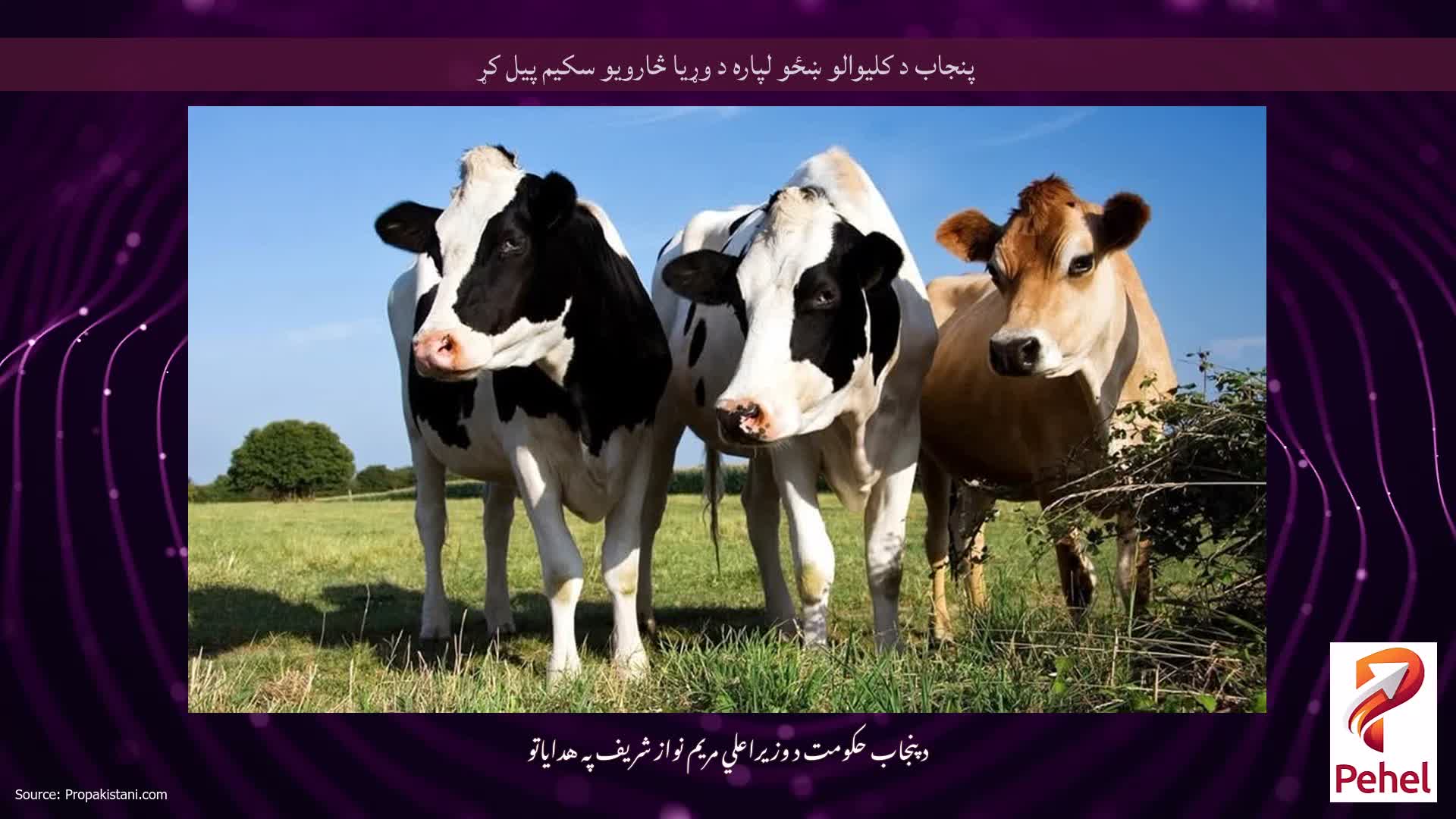 پنجاب د کلیوالو ښځو لپاره د وړیا څارویو سکیم پیل کړ