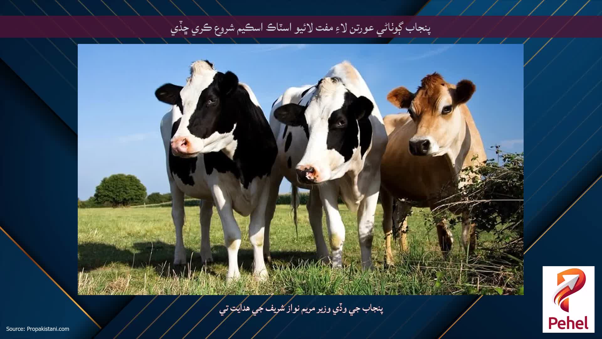 پنجاب ڳوٺاڻي عورتن لاءِ مفت لائيو اسٽاڪ اسڪيم شروع ڪري ڇڏي