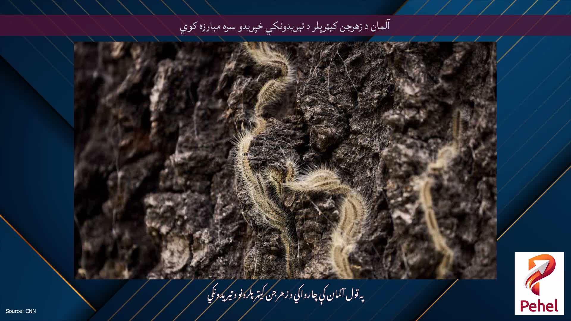 آلمان د زهرجن کیټرپلر د تیریدونکي خپریدو سره مبارزه کوي