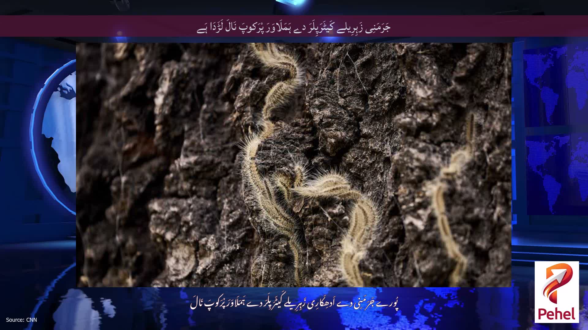 جَرَمَنِی زَہِرِیلے کَیٹَرَپِلَرَ دے ہَمَلَاوَرَ پْرَکوپَ نَالَ لَڑَدَا ہَے