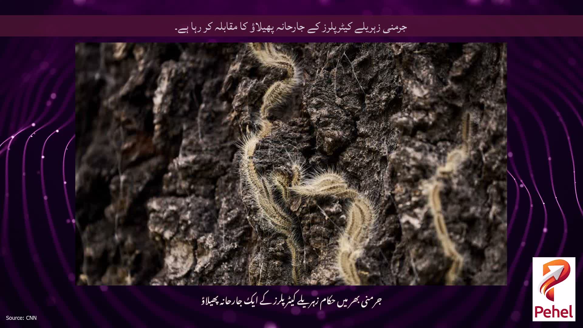 جرمنی زہریلے کیٹرپلرز کے جارحانہ پھیلاؤ کا مقابلہ کر رہا ہے۔