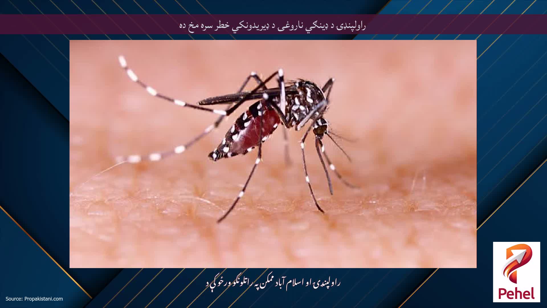 راولپنډۍ د ډینګي ناروغۍ د ډیریدونکي خطر سره مخ ده