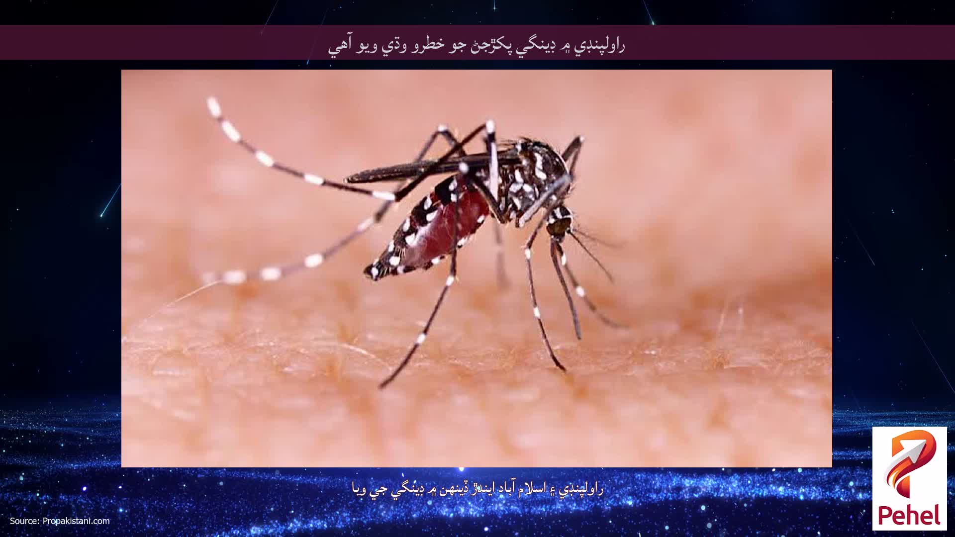 راولپنڊي ۾ ڊينگي پکڙجڻ جو خطرو وڌي ويو آهي