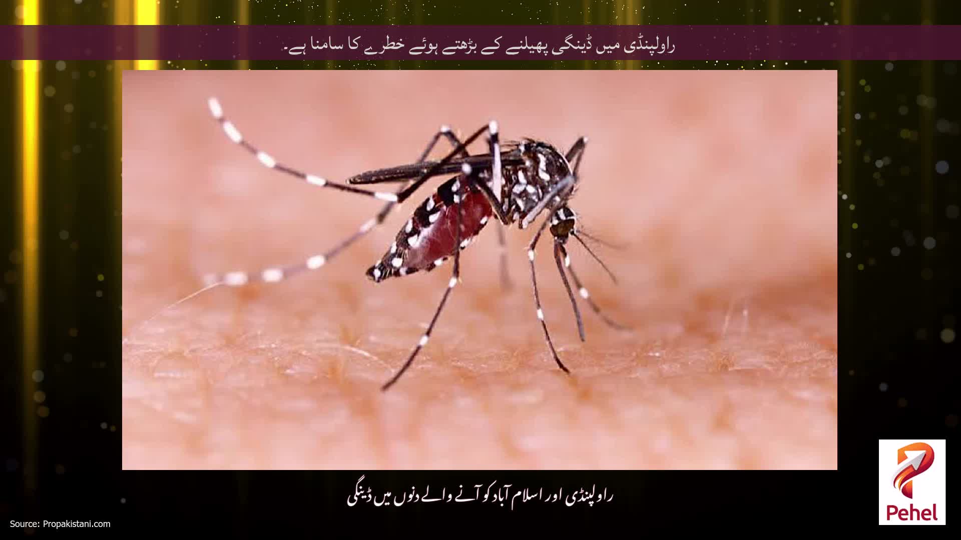 راولپنڈی میں ڈینگی پھیلنے کے بڑھتے ہوئے خطرے کا سامنا ہے۔