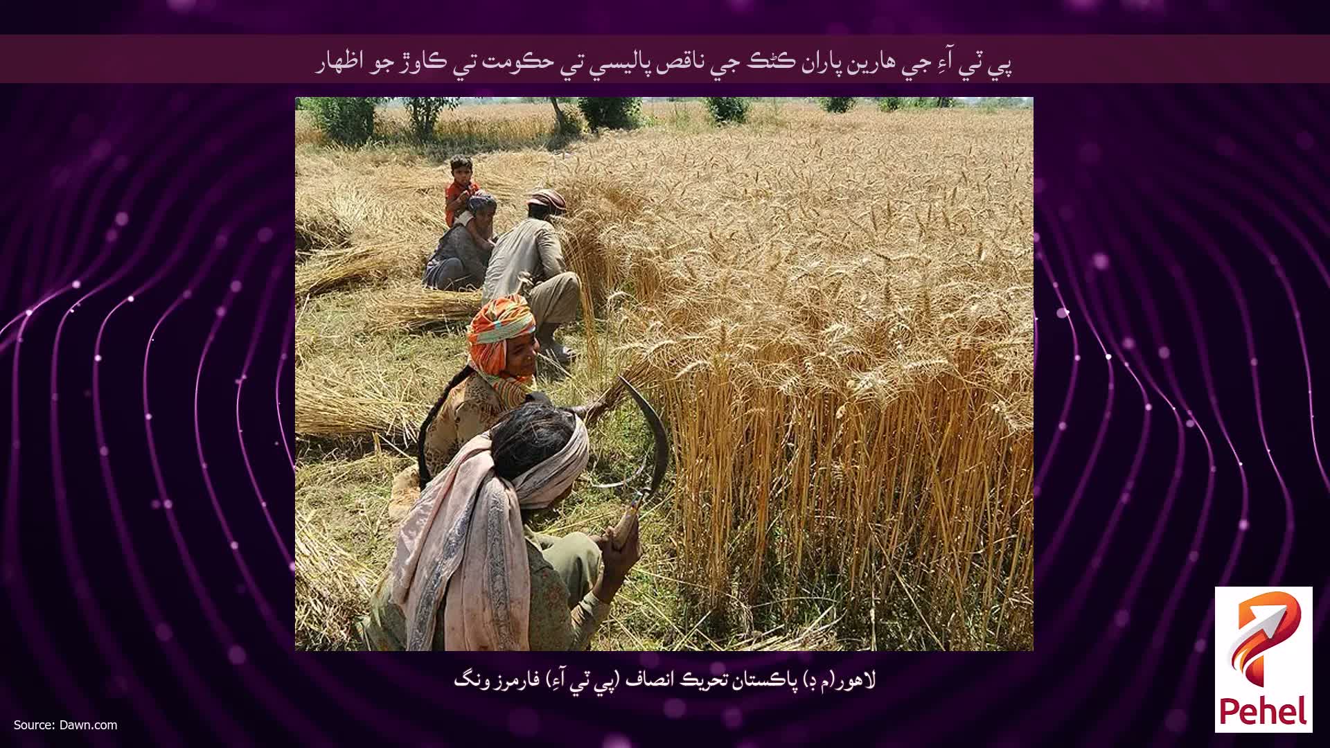 پي ٽي آءِ جي هارين پاران ڪڻڪ جي ناقص پاليسي تي حڪومت تي ڪاوڙ جو اظهار