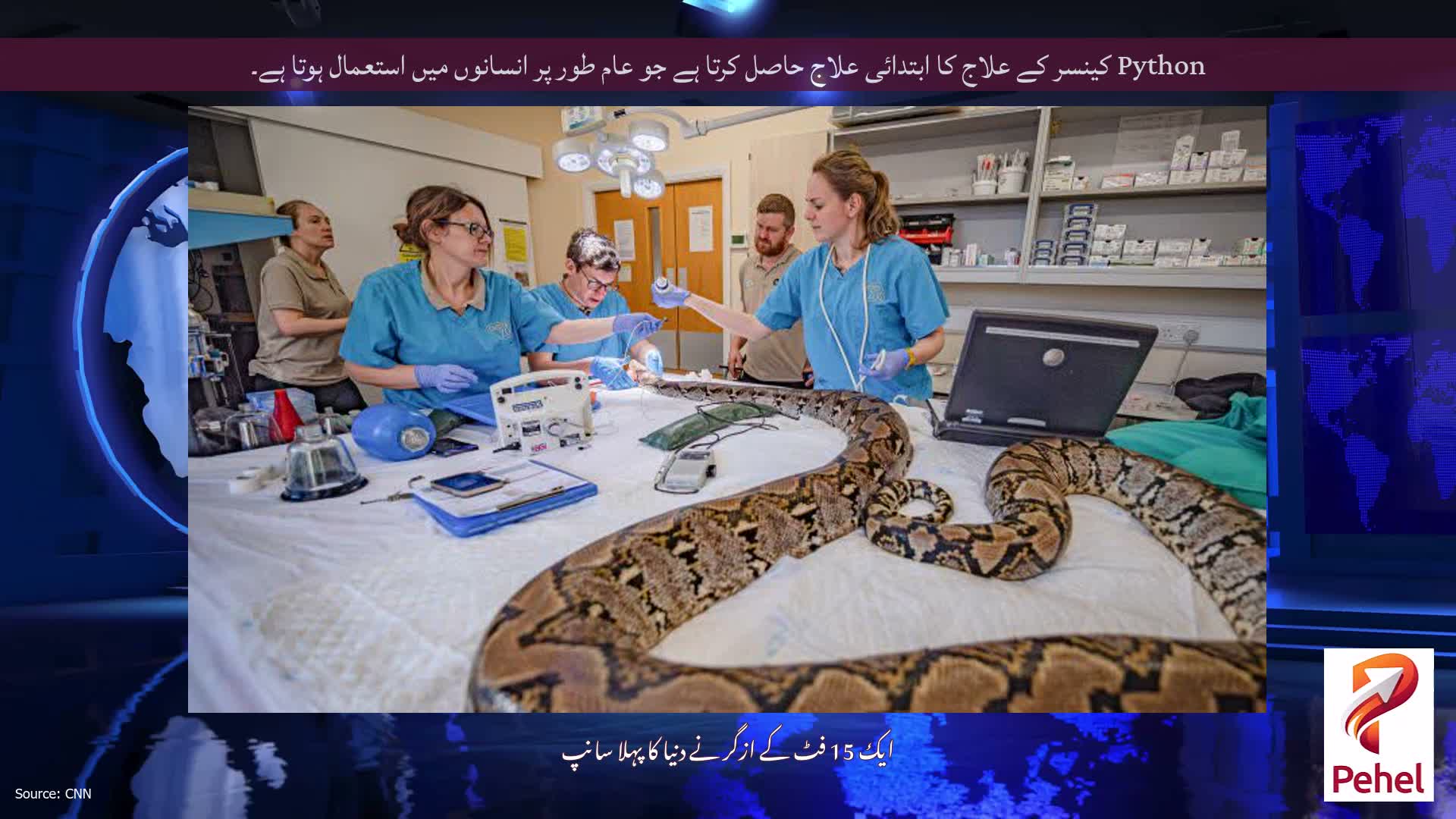 Python کینسر کے علاج کا ابتدائی علاج حاصل کرتا ہے جو عام طور پر انسانوں میں استعمال ہوتا ہے۔