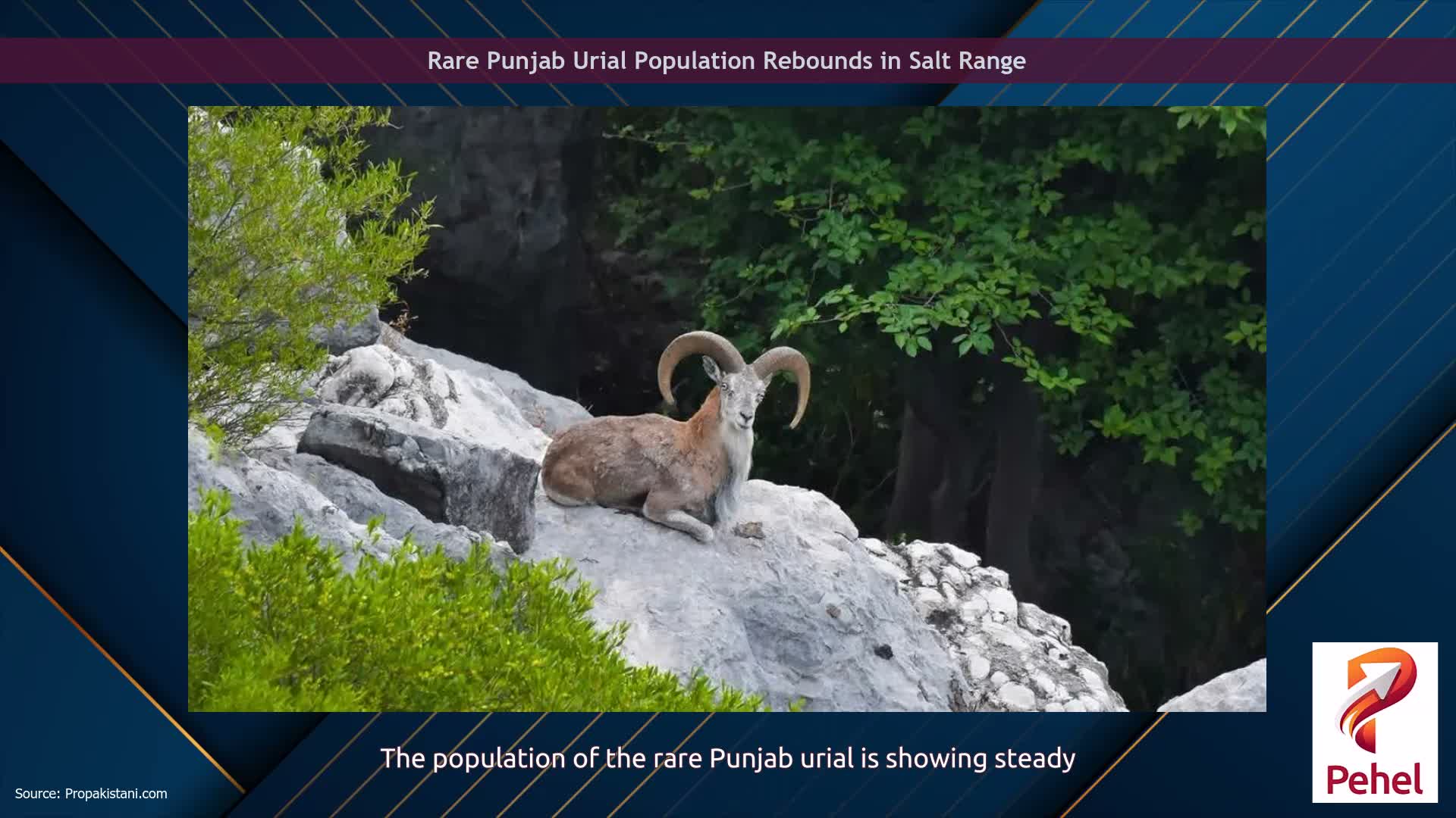 Rare Punjab Urial Population Rebounds in Salt Range
