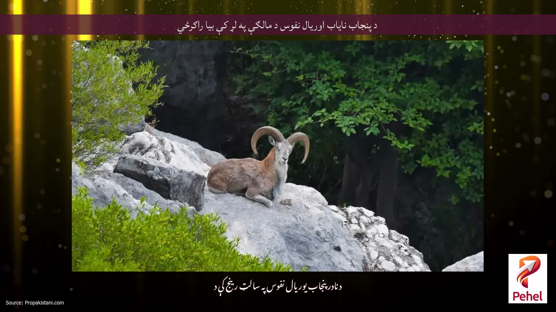 د پنجاب نایاب اوریال نفوس د مالګې په لړ کې بیا راګرځي