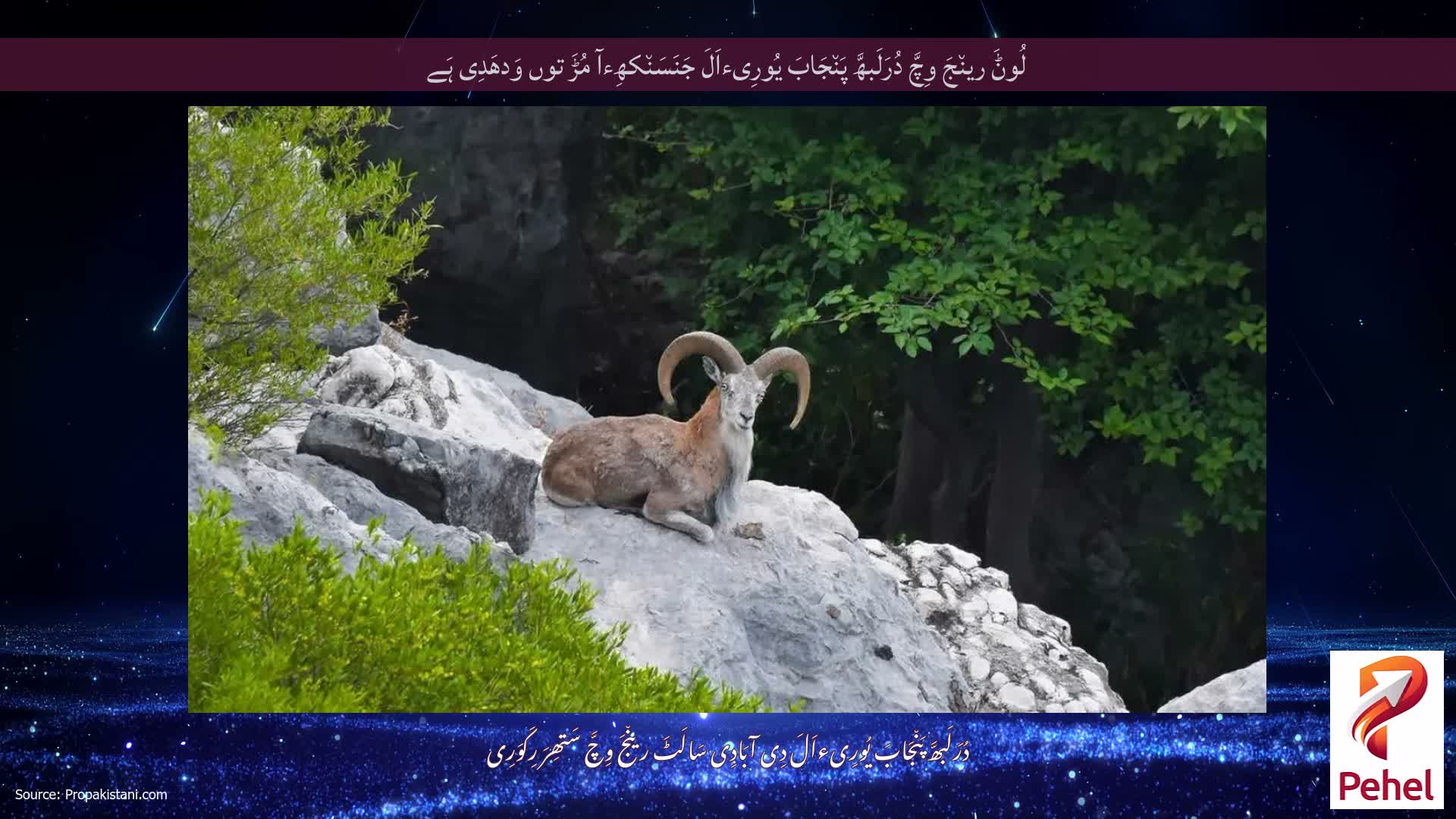 لُوݨَ رین٘جَ وِچَّ دُرَلَبھَّ پَن٘جَابَ یُورِیءاَلَ جَنَسَن٘کھِءآ مُڑَ توں وَدھَدِی ہَے
