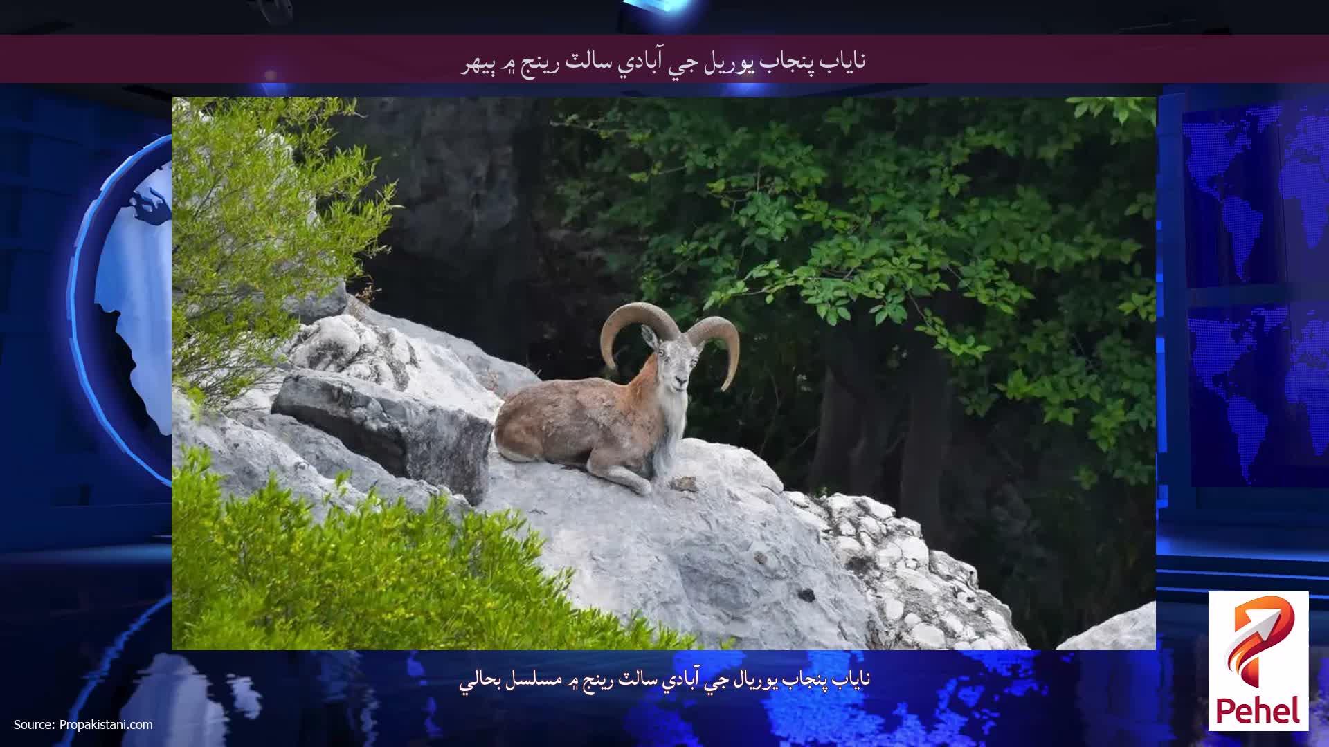 ناياب پنجاب يوريل جي آبادي سالٽ رينج ۾ ٻيهر