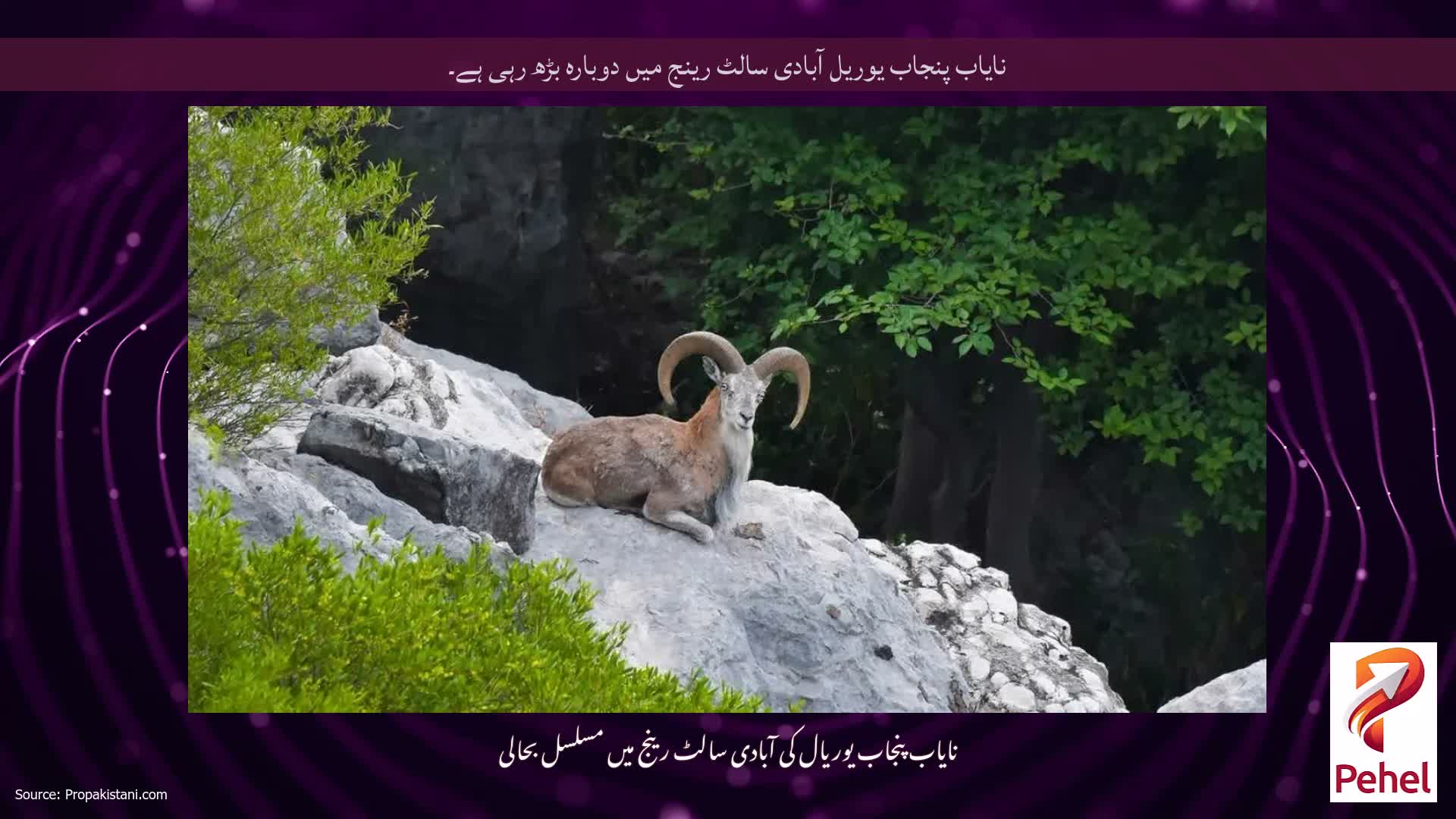 نایاب پنجاب یوریل آبادی سالٹ رینج میں دوبارہ بڑھ رہی ہے۔