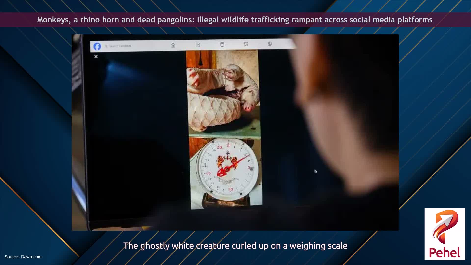 Monkeys, a rhino horn and dead pangolins: Illegal wildlife trafficking rampant across social media platforms