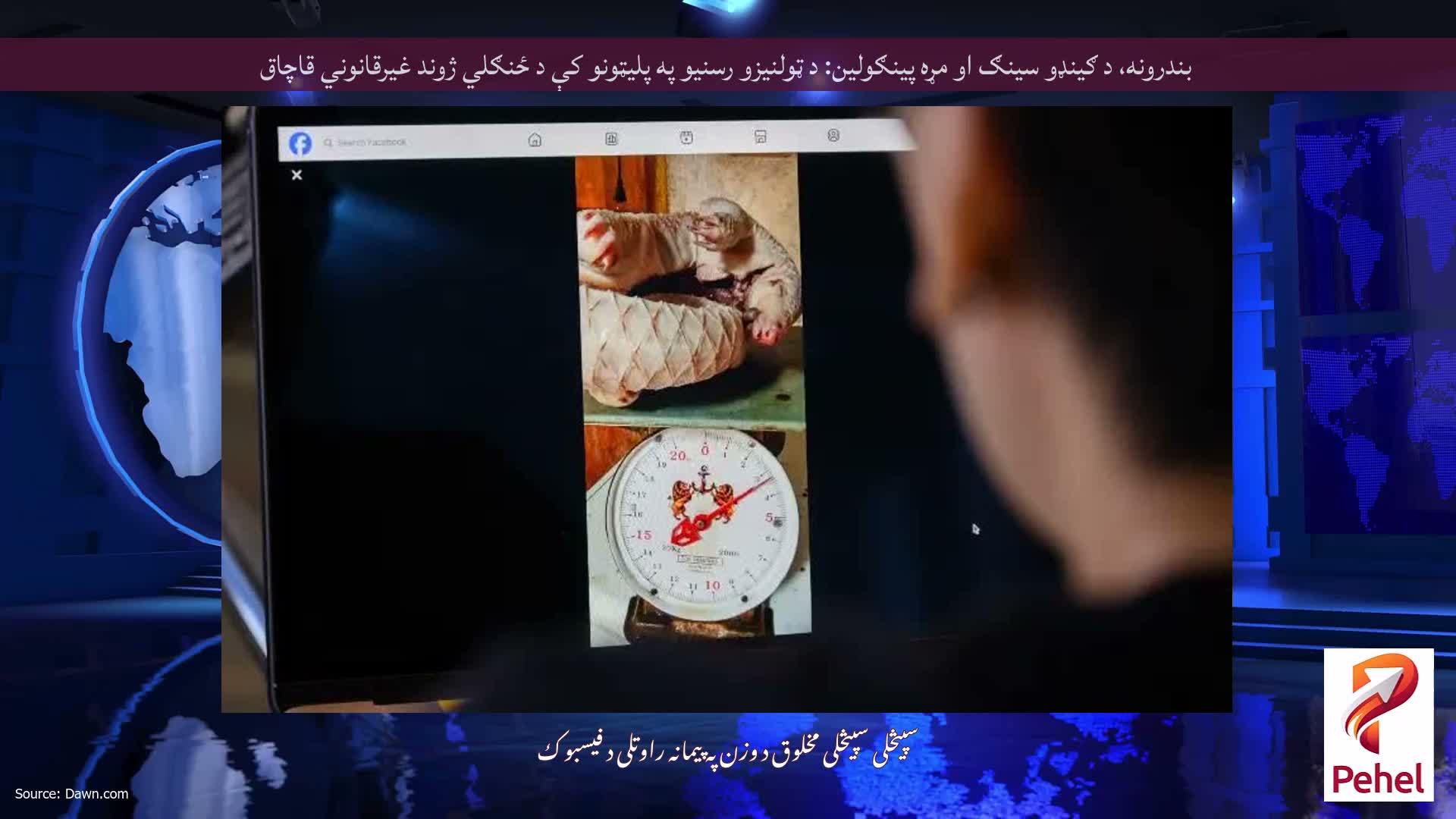 بندرونه، د ګینډو سینګ او مړه پینګولین: د ټولنیزو رسنیو په پلیټونو کې د ځنګلي ژوند غیرقانوني قاچاق