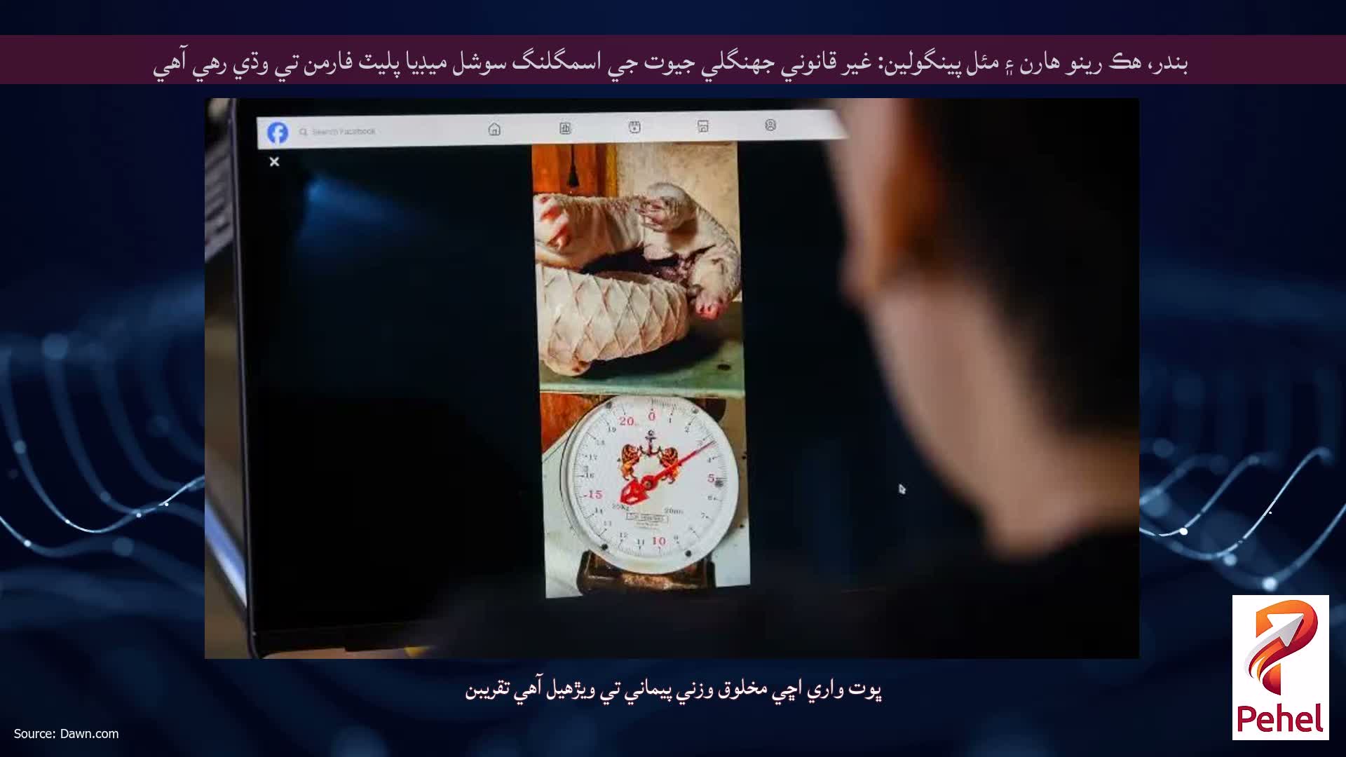 بندر، هڪ رينو هارن ۽ مئل پينگولين: غير قانوني جهنگلي جيوت جي اسمگلنگ سوشل ميڊيا پليٽ فارمن تي وڌي رهي آهي