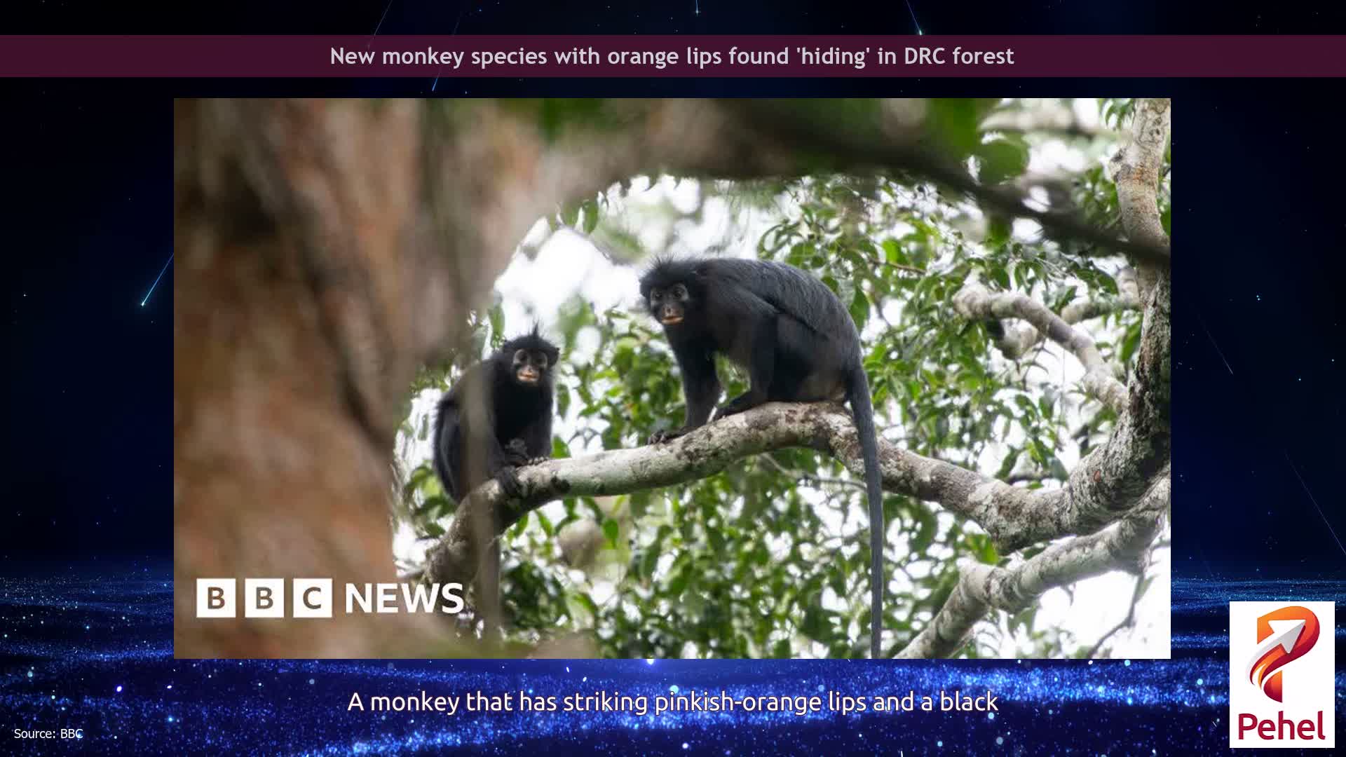 New monkey species with orange lips found 'hiding' in DRC forest