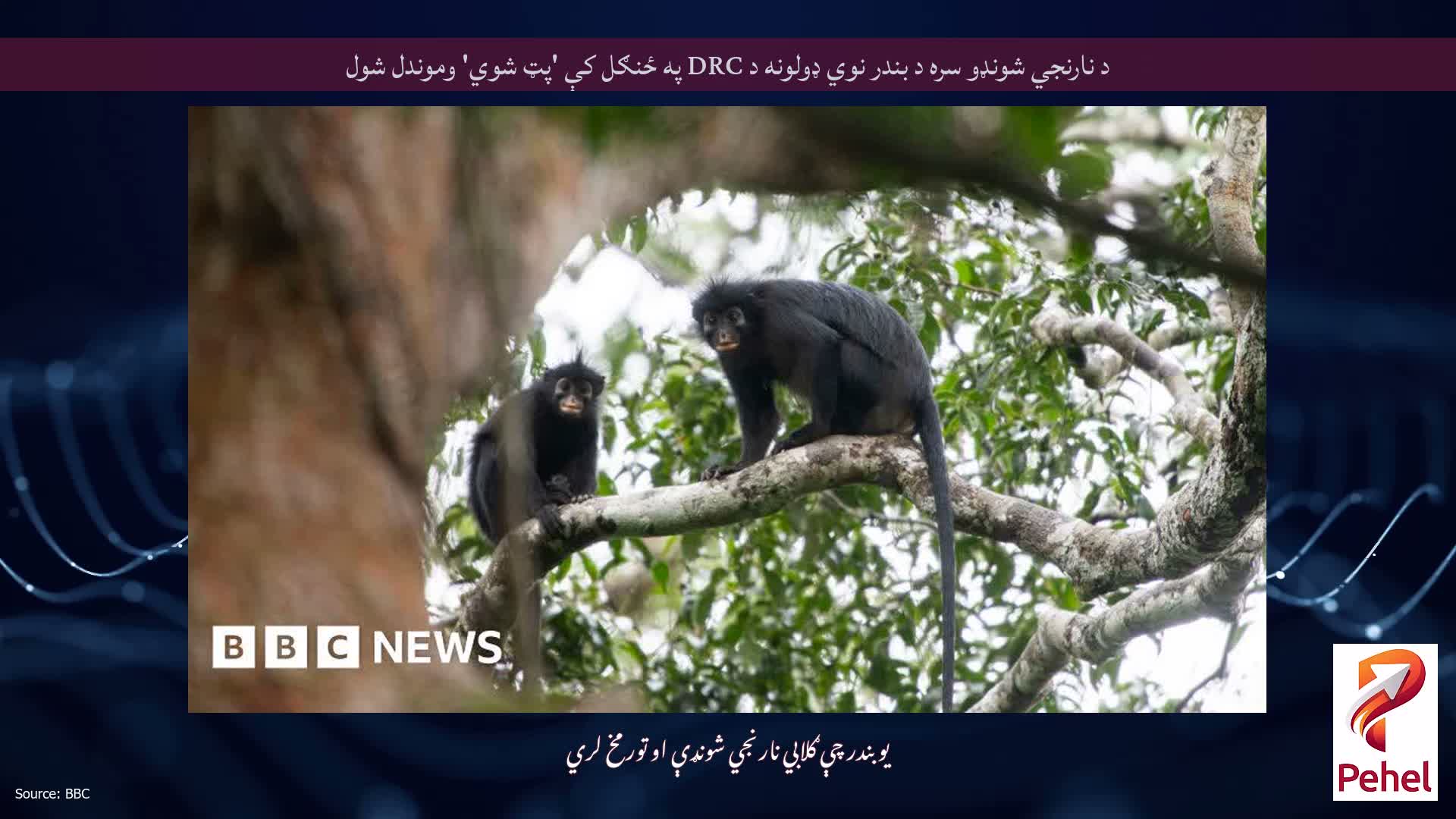 د نارنجي شونډو سره د بندر نوي ډولونه د DRC په ځنګل کې 'پټ شوي' وموندل شول