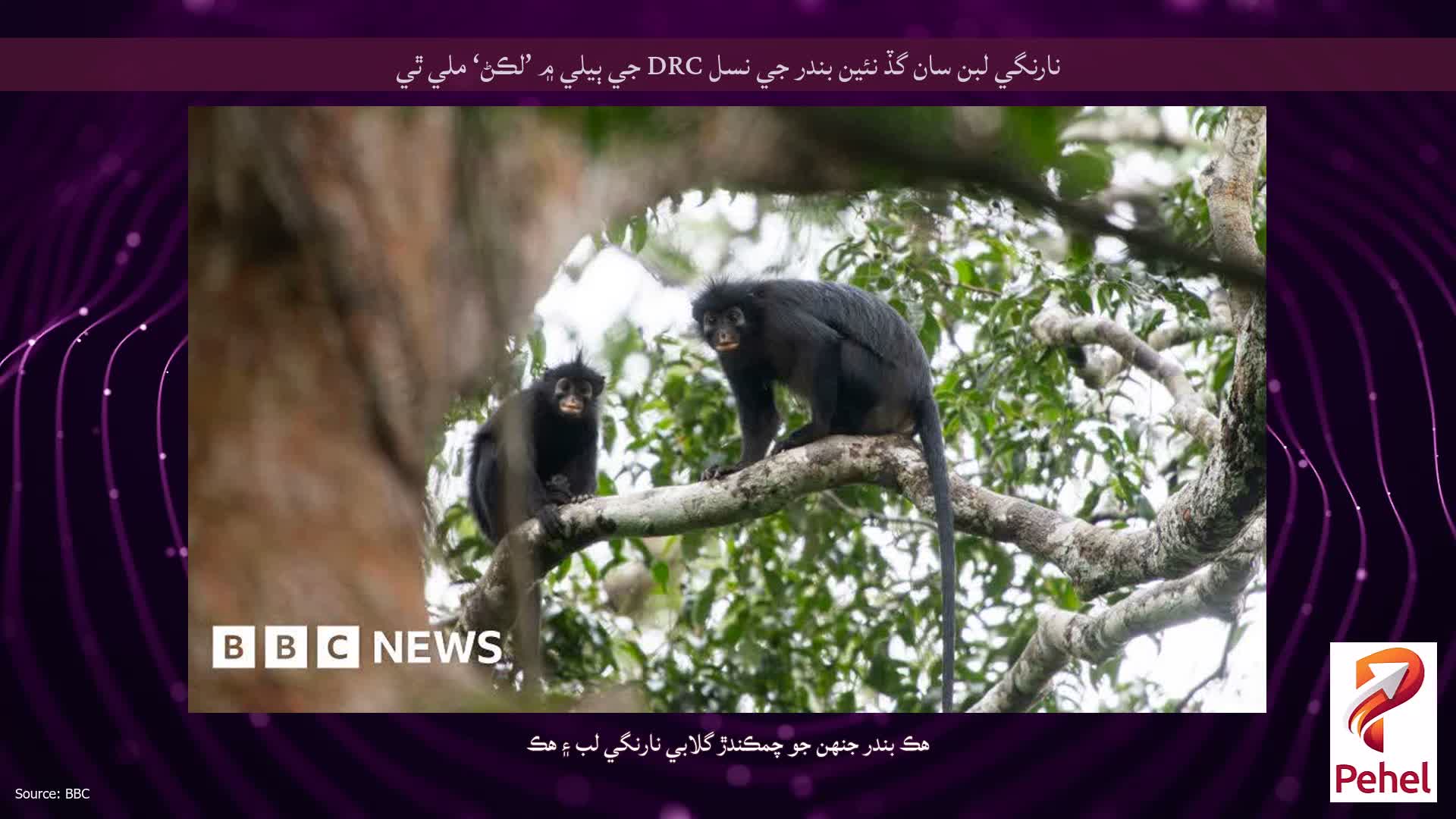 نارنگي لبن سان گڏ نئين بندر جي نسل DRC جي ٻيلي ۾ ’لڪڻ‘ ملي ٿي