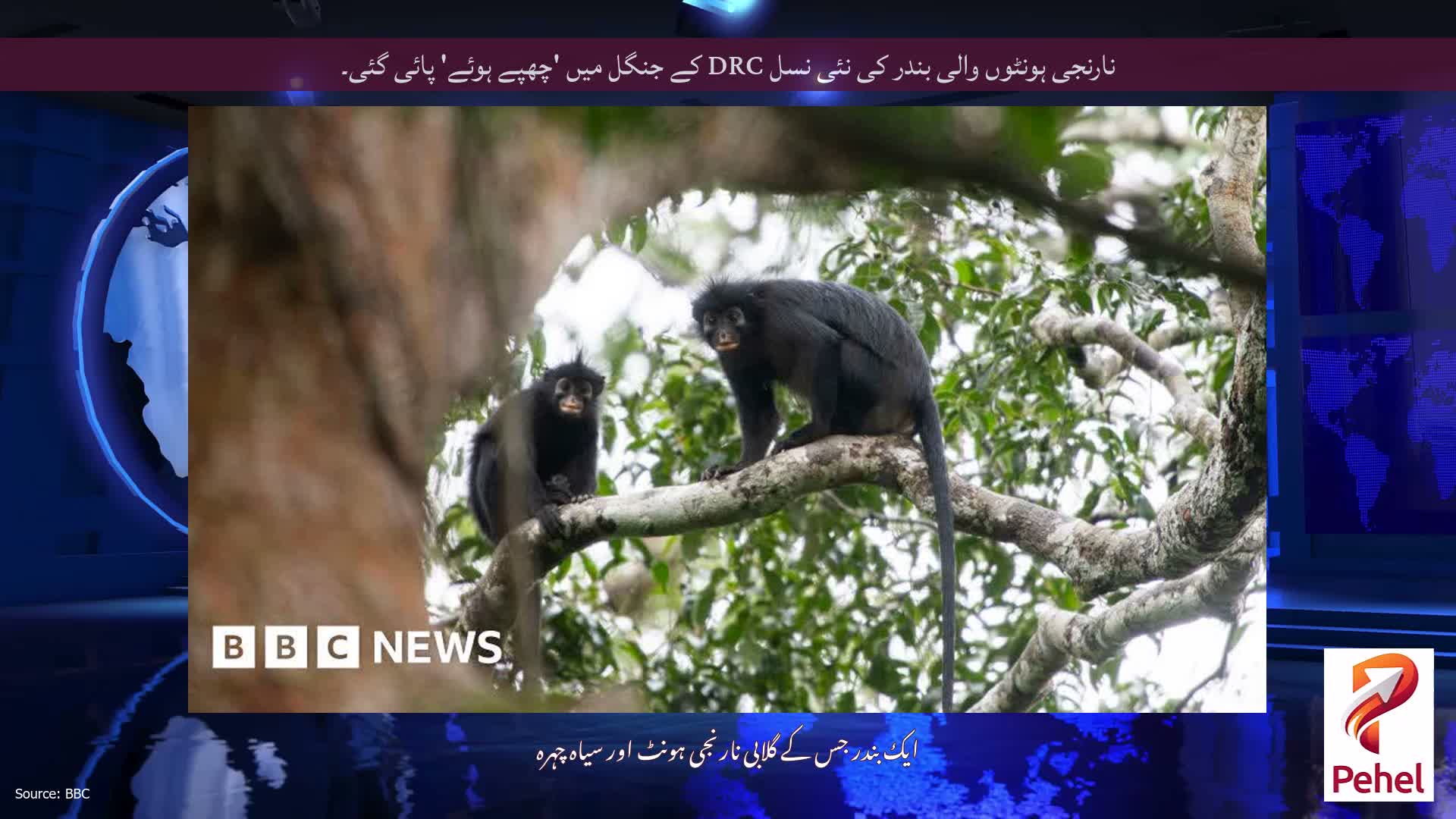 نارنجی ہونٹوں والی بندر کی نئی نسل DRC کے جنگل میں 'چھپے ہوئے' پائی گئی۔