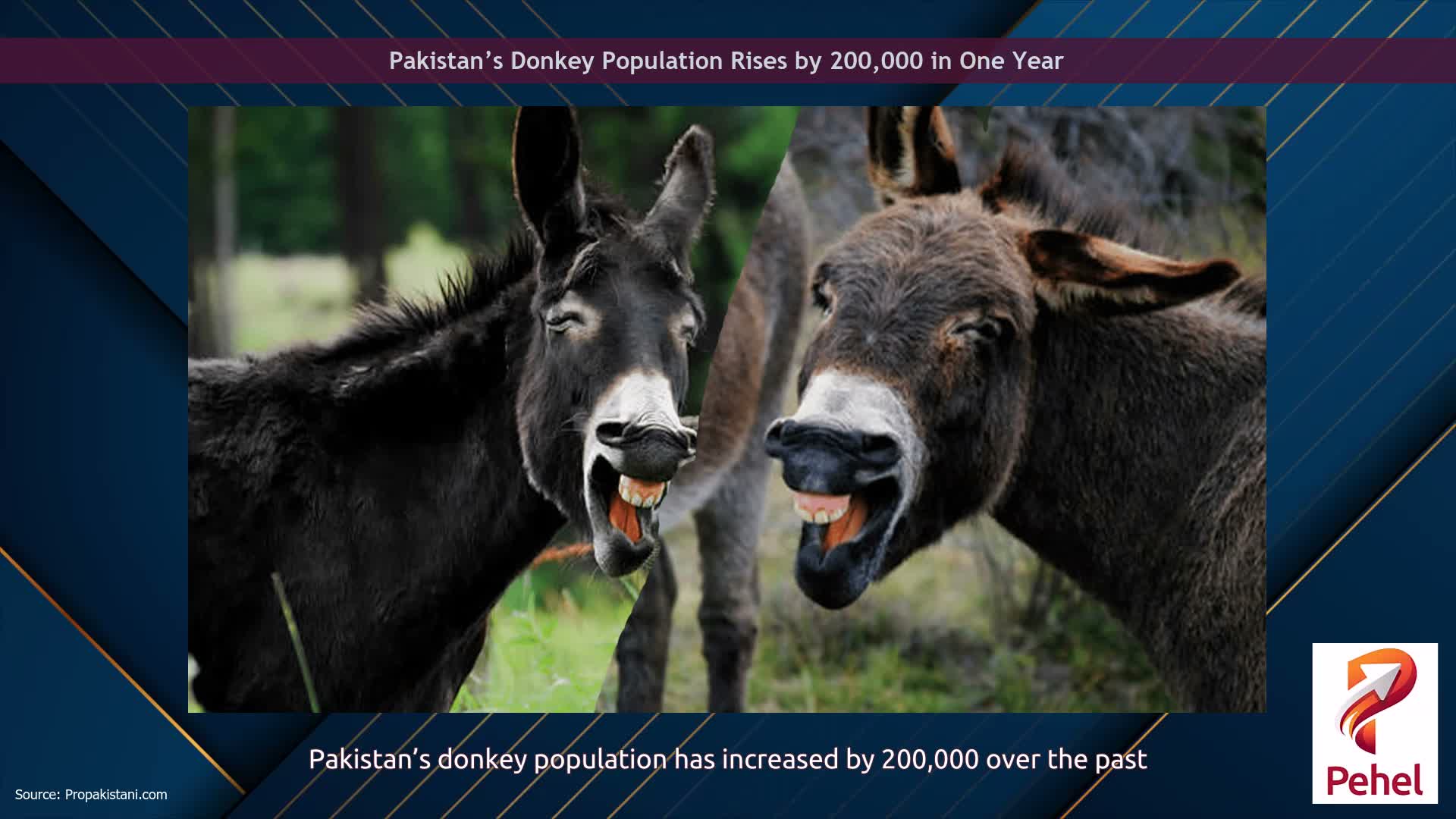 Pakistan’s Donkey Population Rises by 200,000 in One Year