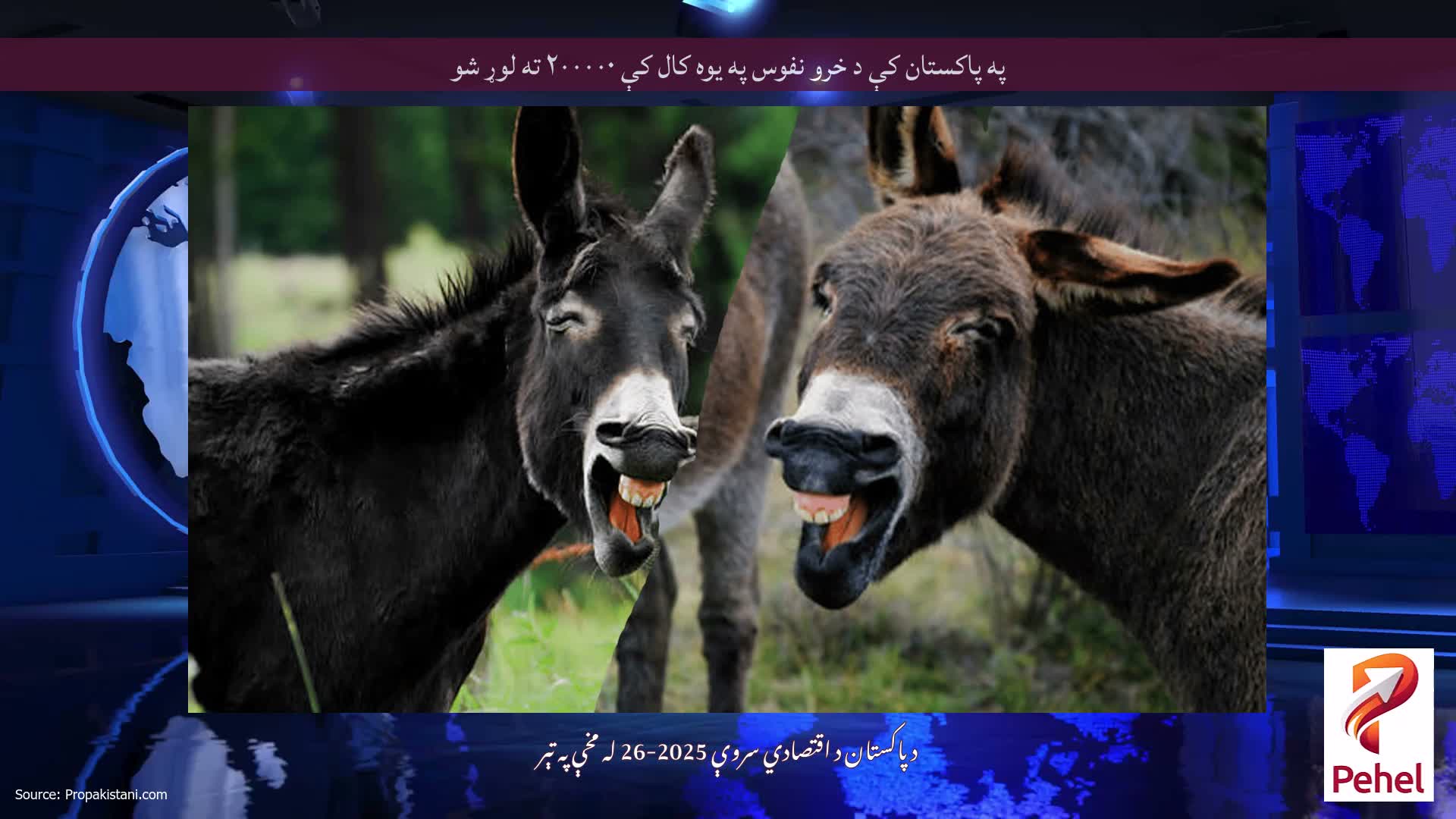 په پاکستان کې د خرو نفوس په یوه کال کې ۲۰۰۰۰۰ ته لوړ شو
