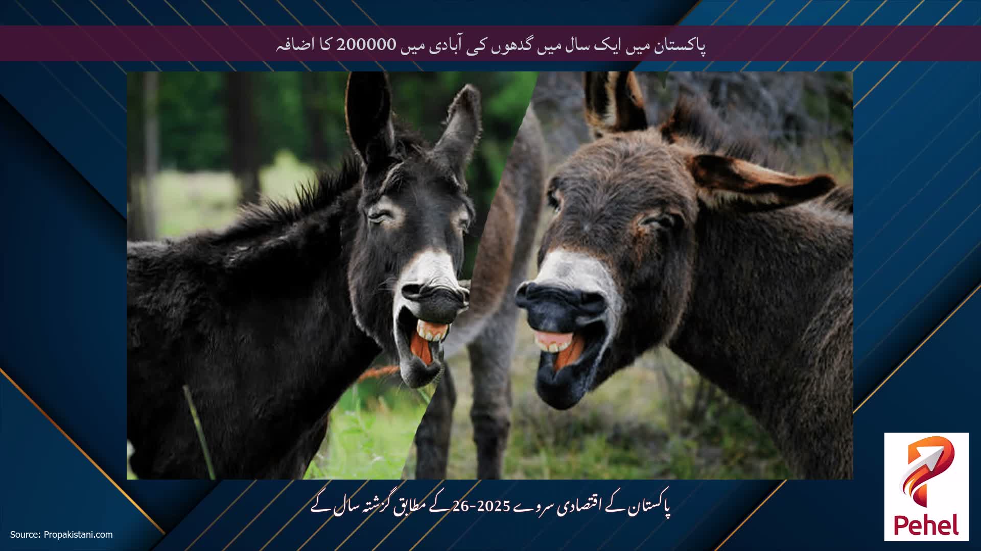 پاکستان میں ایک سال میں گدھوں کی آبادی میں 200000 کا اضافہ