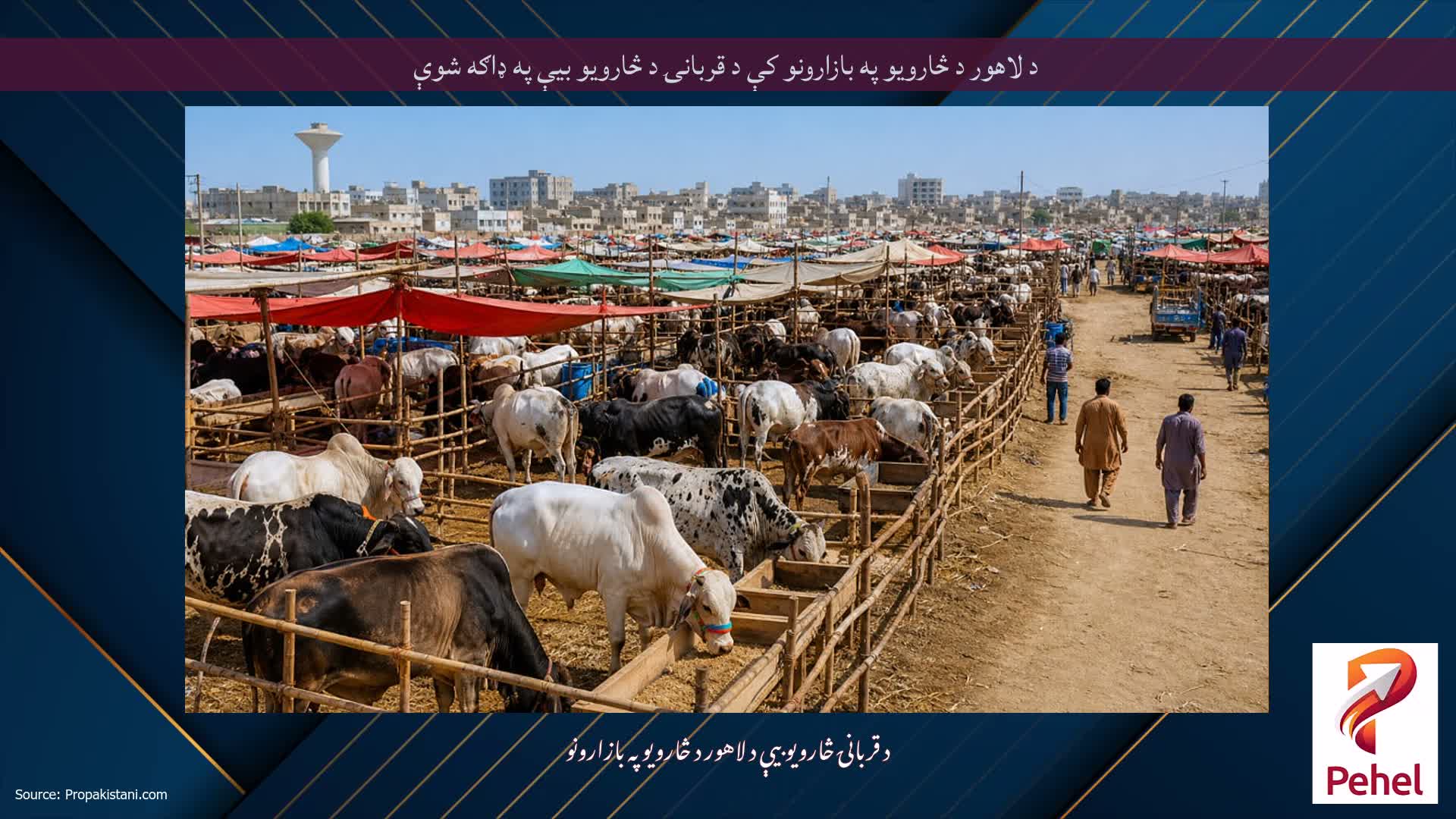 د لاهور د څارویو په بازارونو کې د قربانۍ د څارویو بیې په ډاګه شوې
