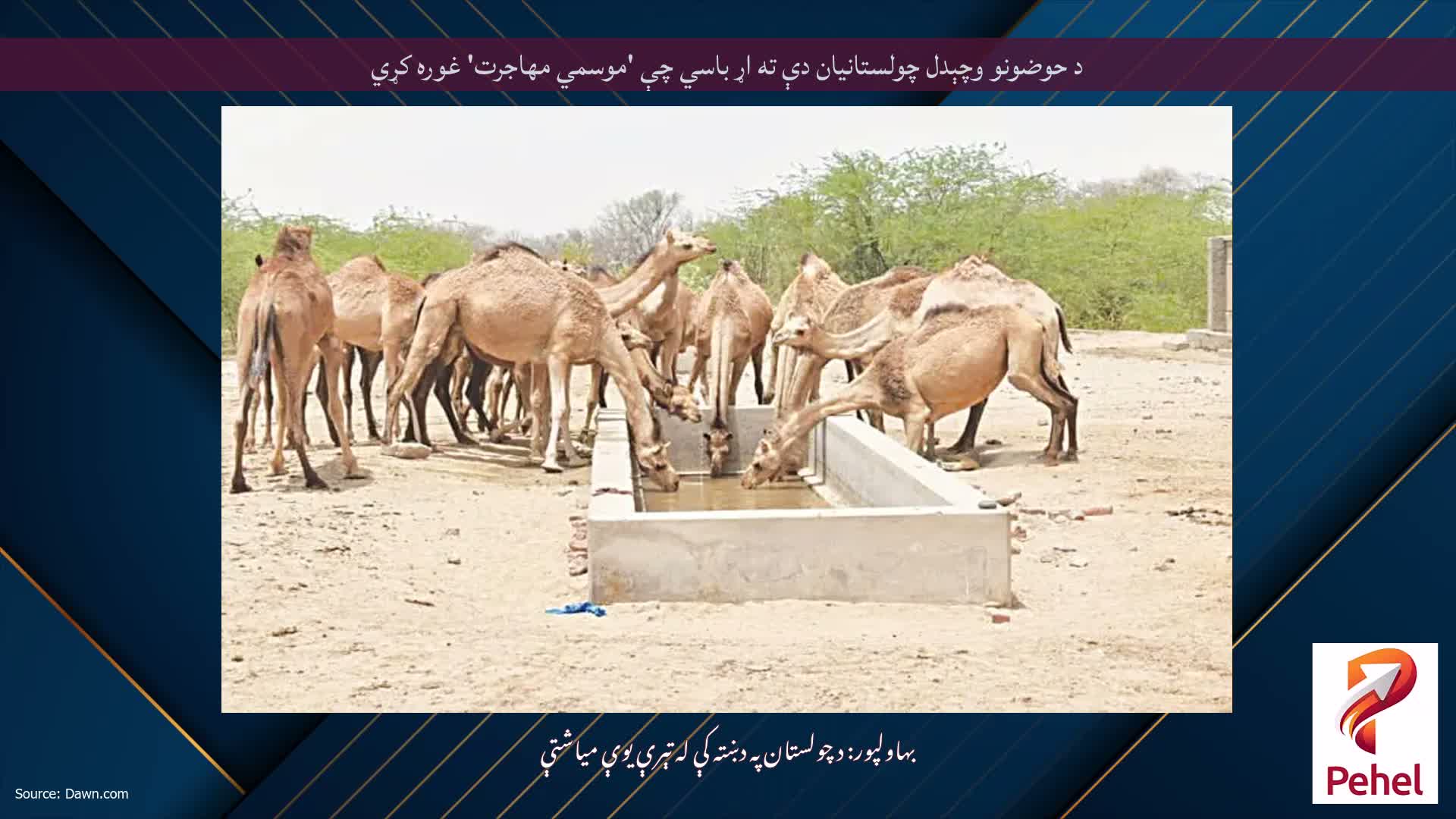 د حوضونو وچېدل چولستانیان دې ته اړ باسي چې 'موسمي مهاجرت' غوره کړي