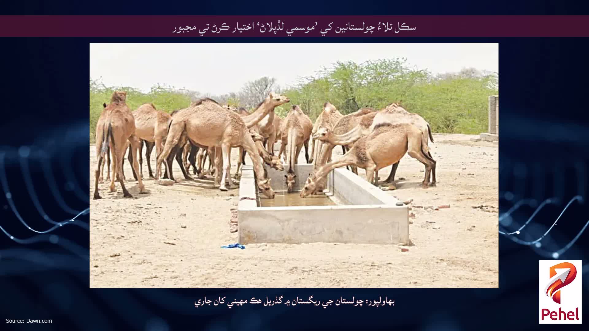 سڪل تلاءُ چولستانين کي ’موسمي لڏپلاڻ‘ اختيار ڪرڻ تي مجبور