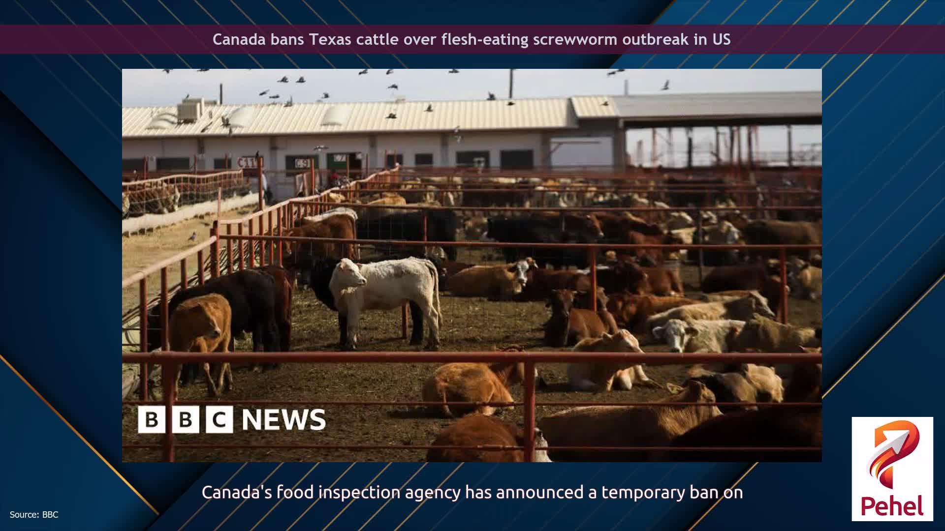 Canada bans Texas cattle over flesh-eating screwworm outbreak in US