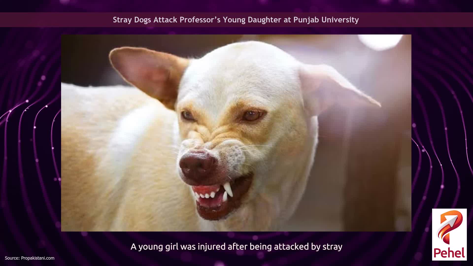 Stray Dogs Attack Professor’s Young Daughter at Punjab University
